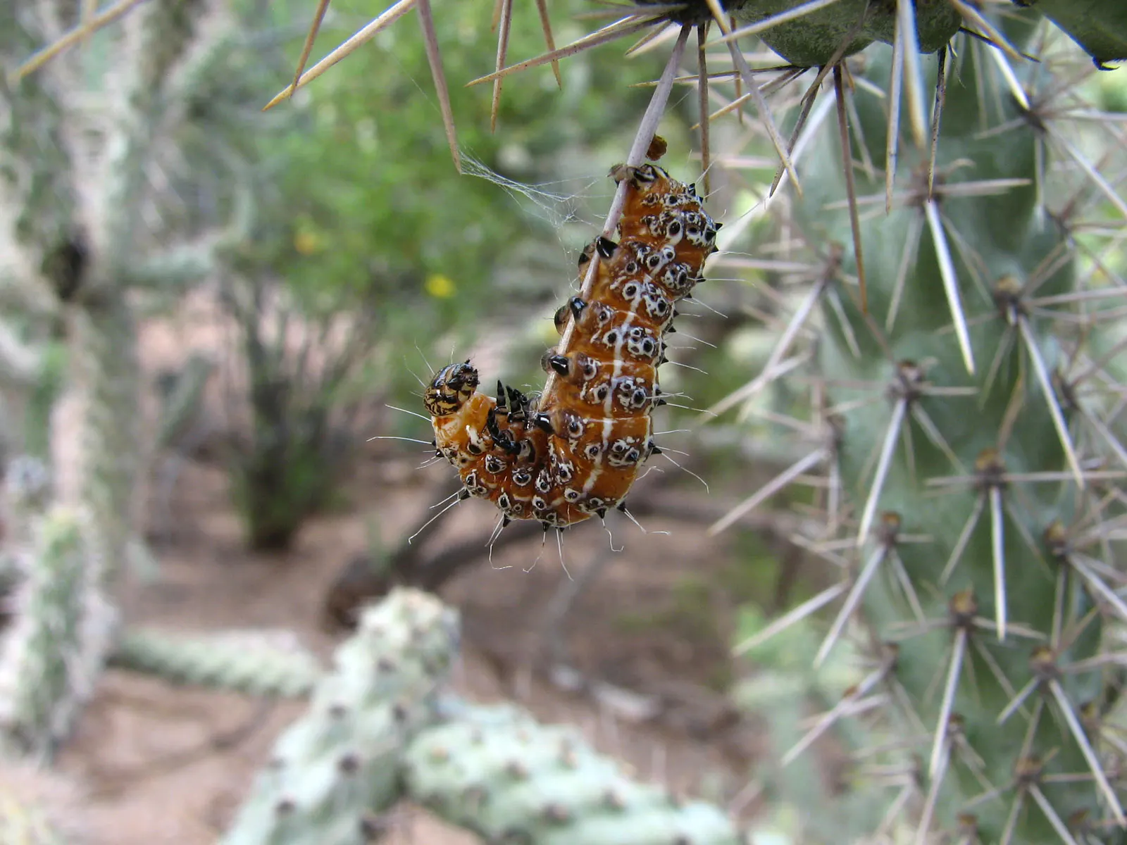 Silver Cholla (Cylindropuntia Echinocarpa) — Its branches are densely covered with these spines, which measure about 0.75 to 1.5 inches long; this makes the