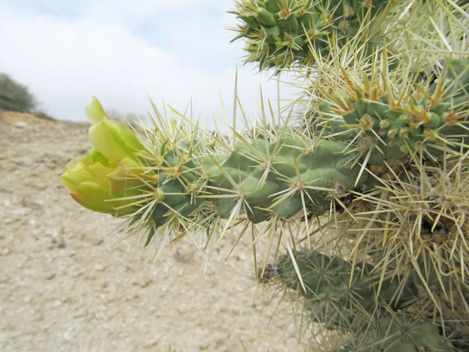 Silver Cholla (Cylindropuntia Echinocarpa) — Exercise caution: spines are sharp; its branches are densely covered with these spines, which measure about 0.75