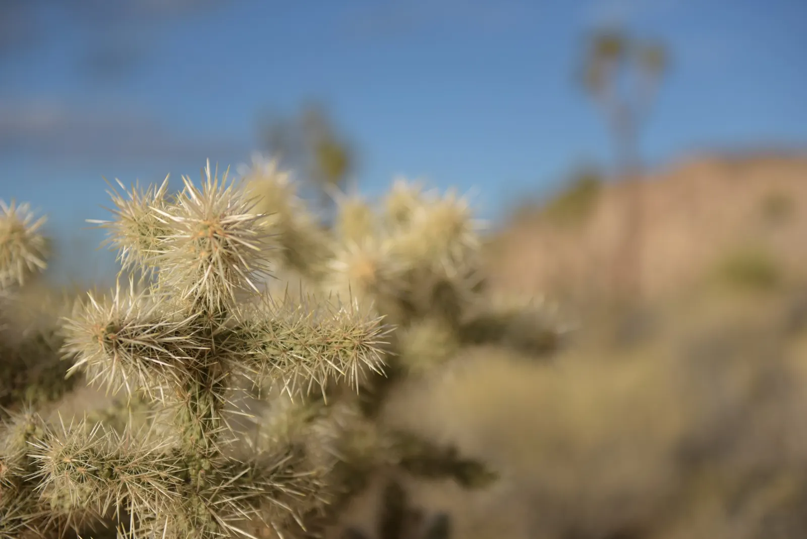 Silver Cholla (Cylindropuntia Echinocarpa) — Adapted to arid conditions, it requires minimal water and thrives in full sun and well-draining soil