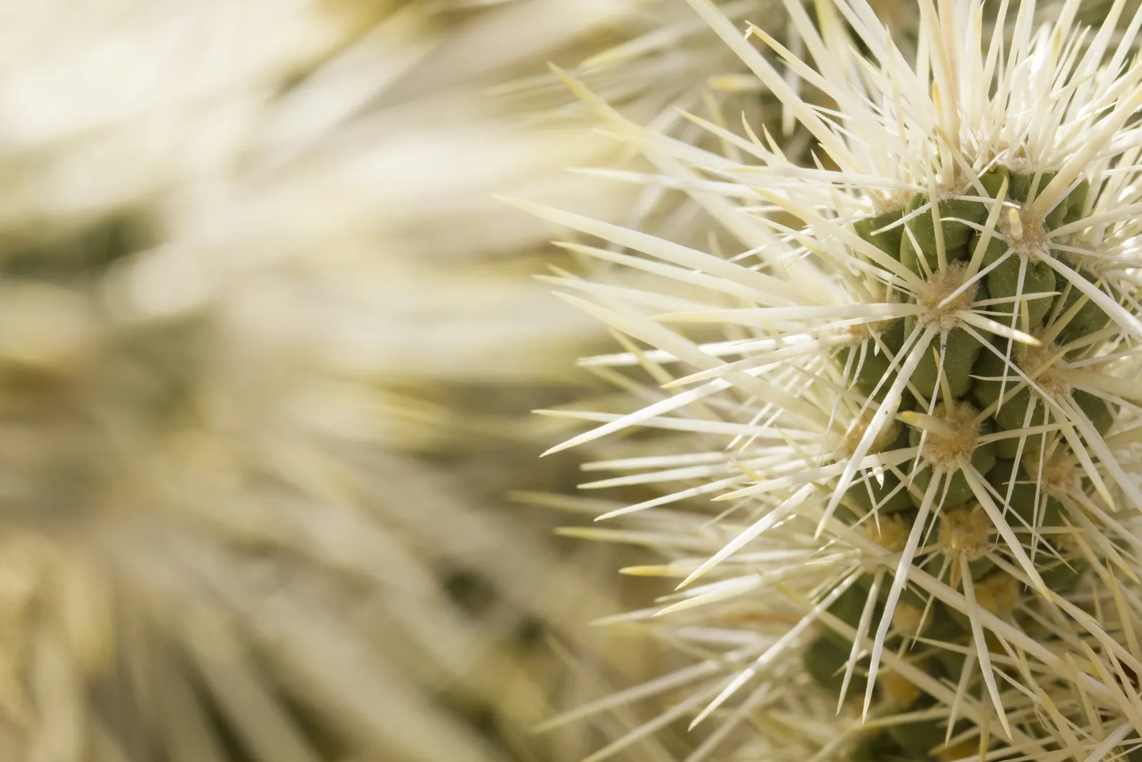Silver Cholla (Cylindropuntia Echinocarpa) — scientifically named *Cylindropuntia echinocarpa*; zones 9 through 11 are ideal for this spine-laden specimen