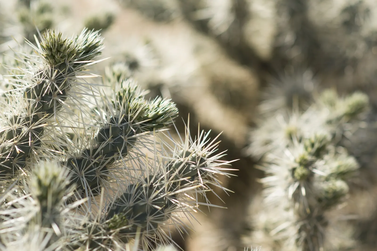 Silver Cholla (Cylindropuntia Echinocarpa) — Adapted to arid conditions, it requires minimal water and thrives in full sun and well-draining soil; cactus for