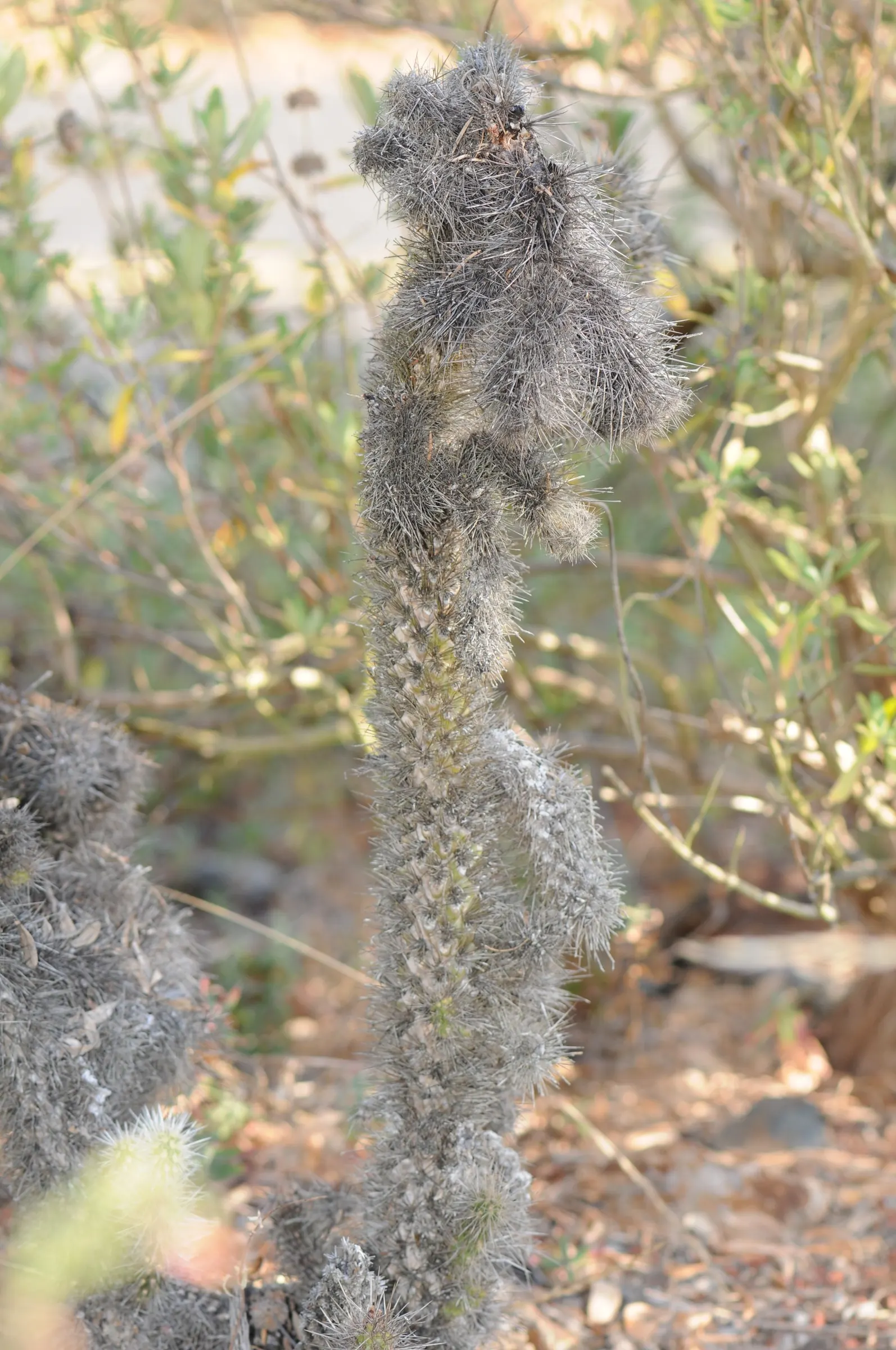 Silver Cholla (Cylindropuntia Echinocarpa) — cactus with green and yellow blooms