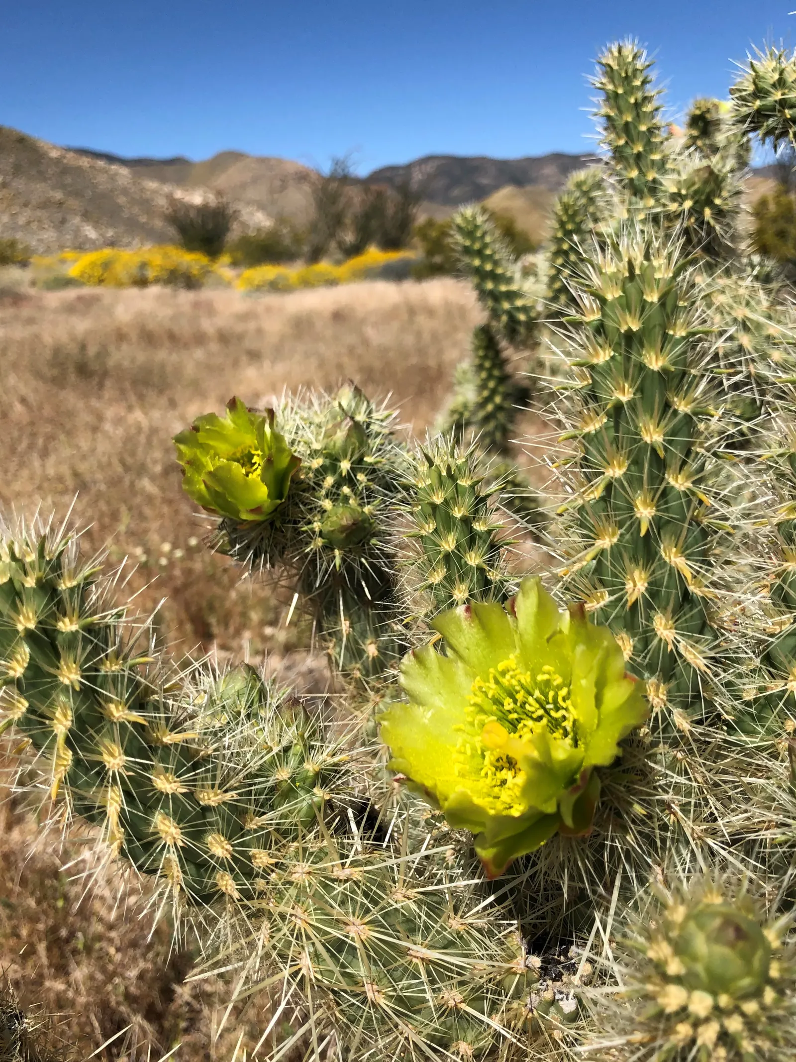 Silver Cholla (Cylindropuntia Echinocarpa) — Silver Cholla (Cylindropuntia echinocarpa) is a striking desert cactus reaching 3-5 ft in height