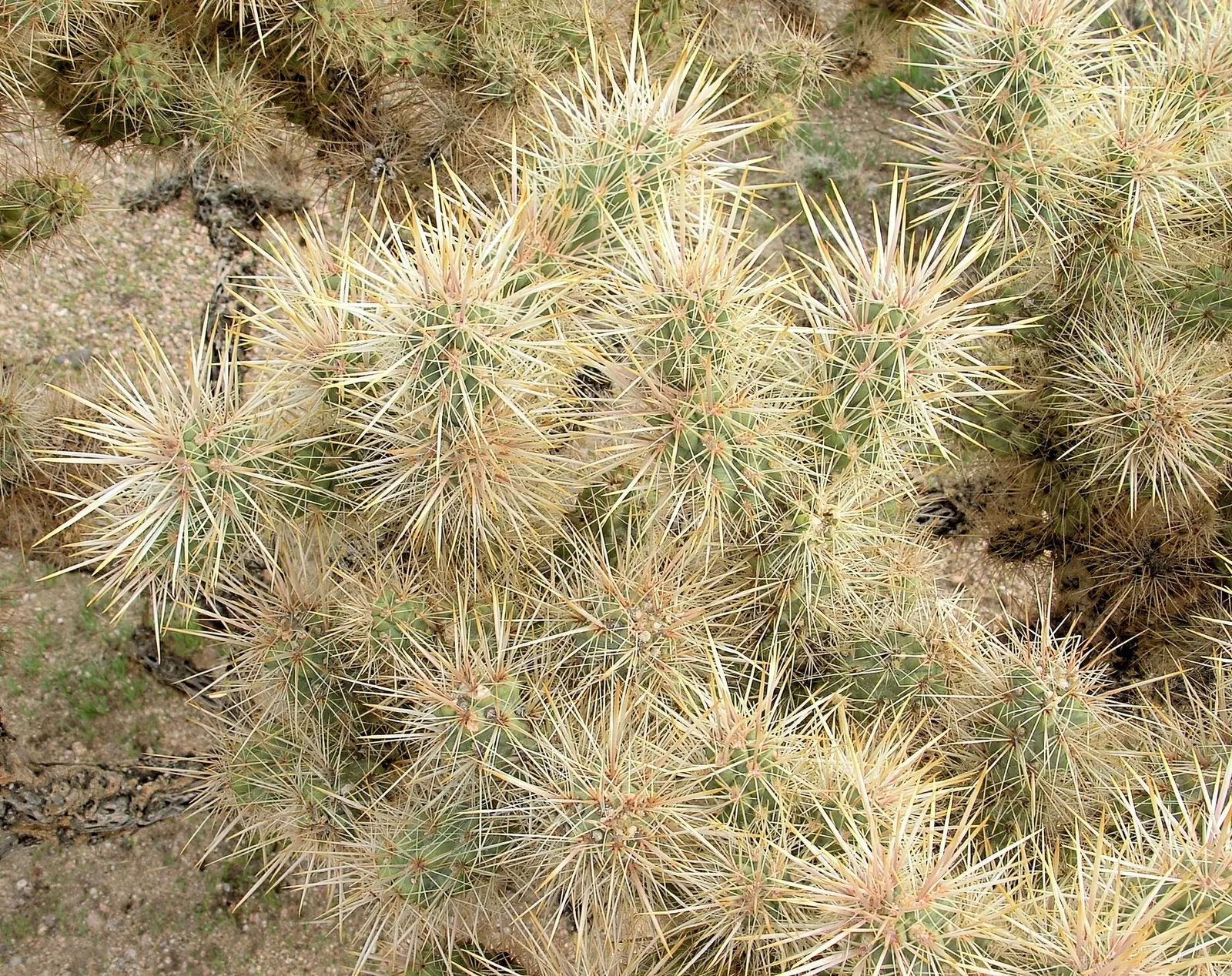 Silver Cholla (Cylindropuntia Echinocarpa) — the Silver Cholla provides a strong visual interest throughout the year, image 38