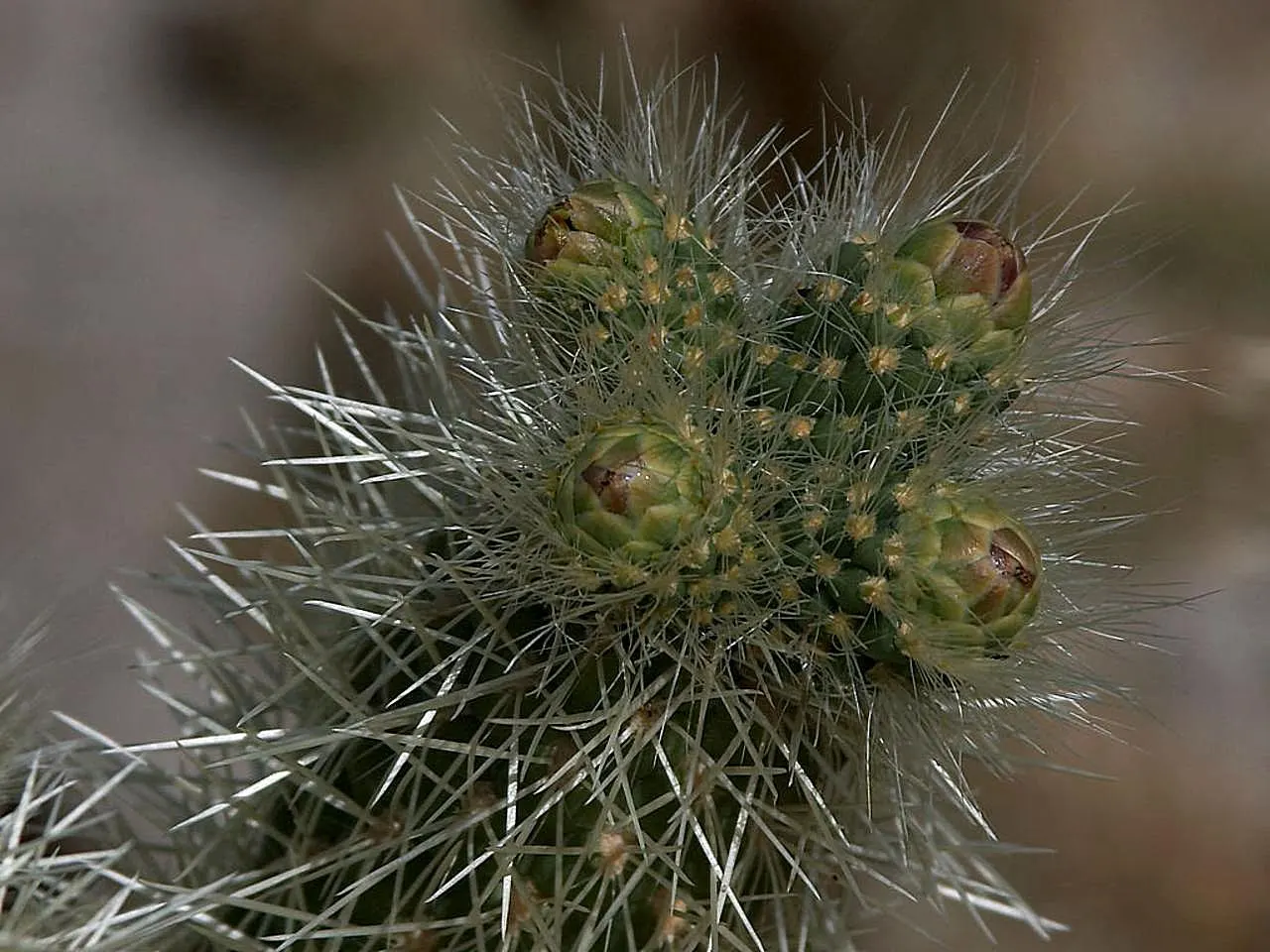 Silver Cholla (Cylindropuntia Echinocarpa) — which needs winter temperatures not dropping below 20-25&deg;F to maintain its structural integrity
