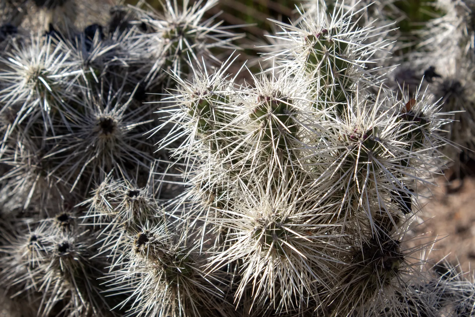 Silver Cholla (Cylindropuntia Echinocarpa) — green and yellow flowers in the garden; is a noteworthy species of cactus indigenous to the southwestern United