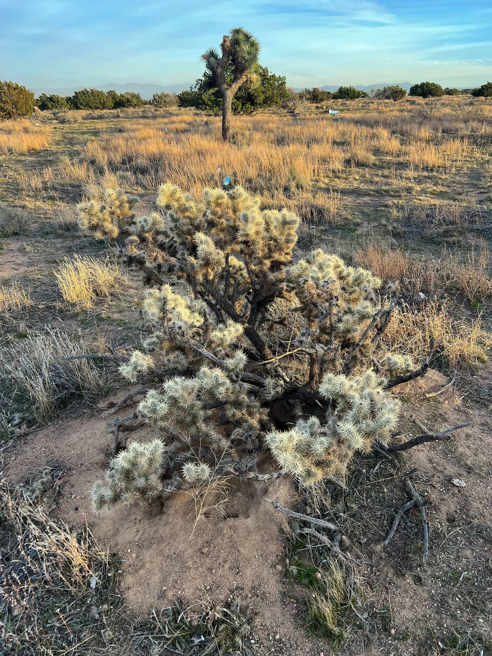 Silver Cholla (Cylindropuntia Echinocarpa) — Its silver-white spines glisten, covering gray-green branch segments; its growth form is typically shrubby