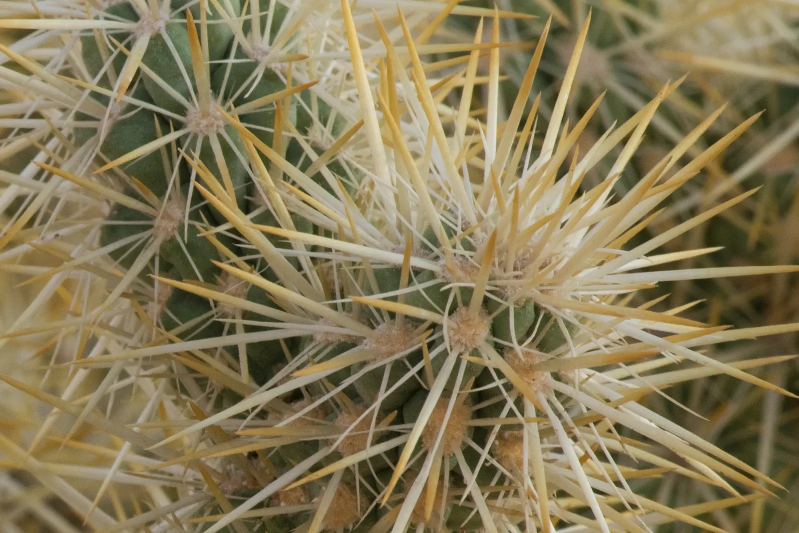 Silver Cholla (Cylindropuntia Echinocarpa) — sandy or gravelly soil and requires full sun exposure; green and yellow flowers in the garden