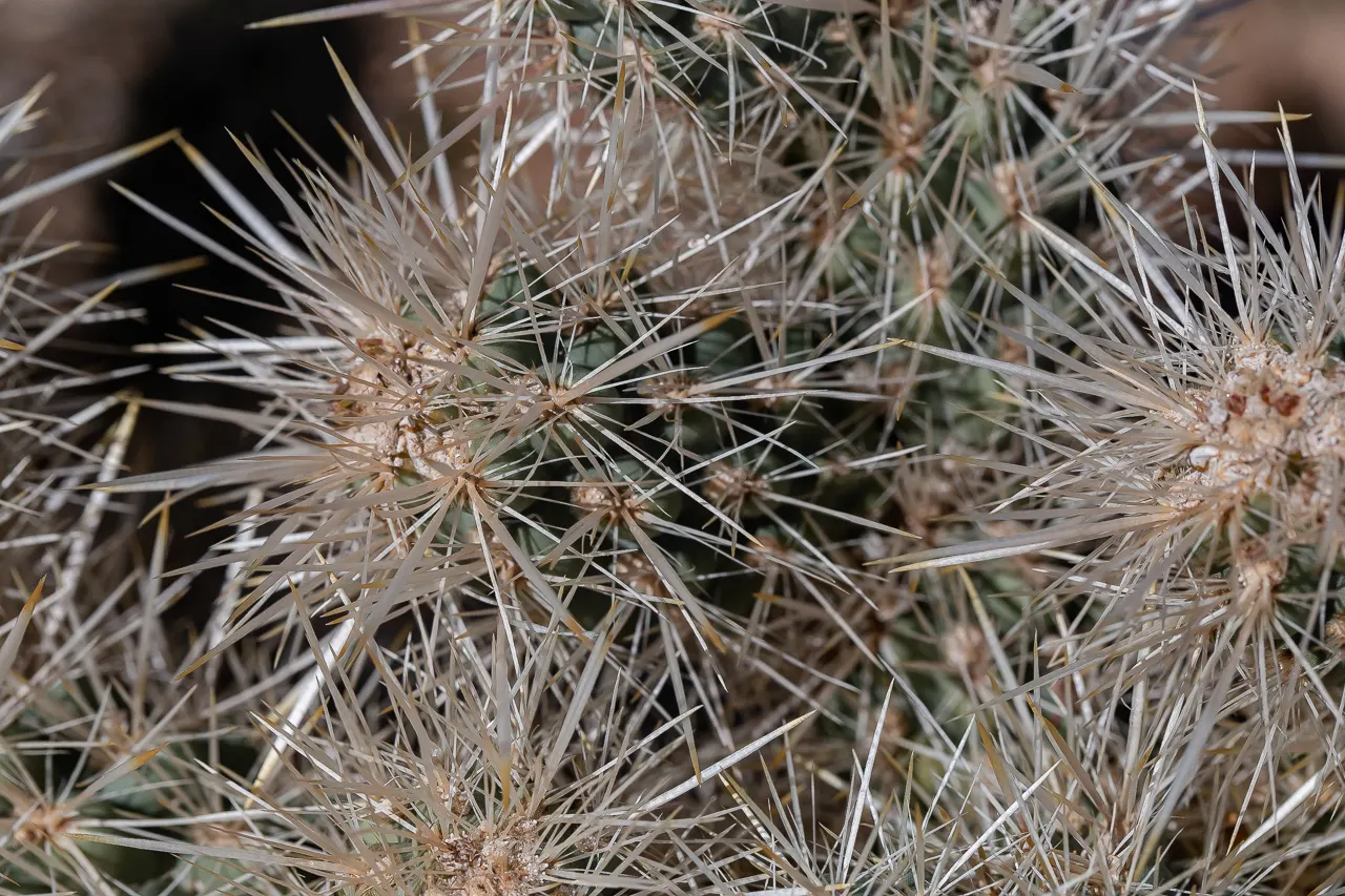 Silver Cholla (Cylindropuntia Echinocarpa) — Its growth form is typically shrubby; cactus with green and yellow blooms