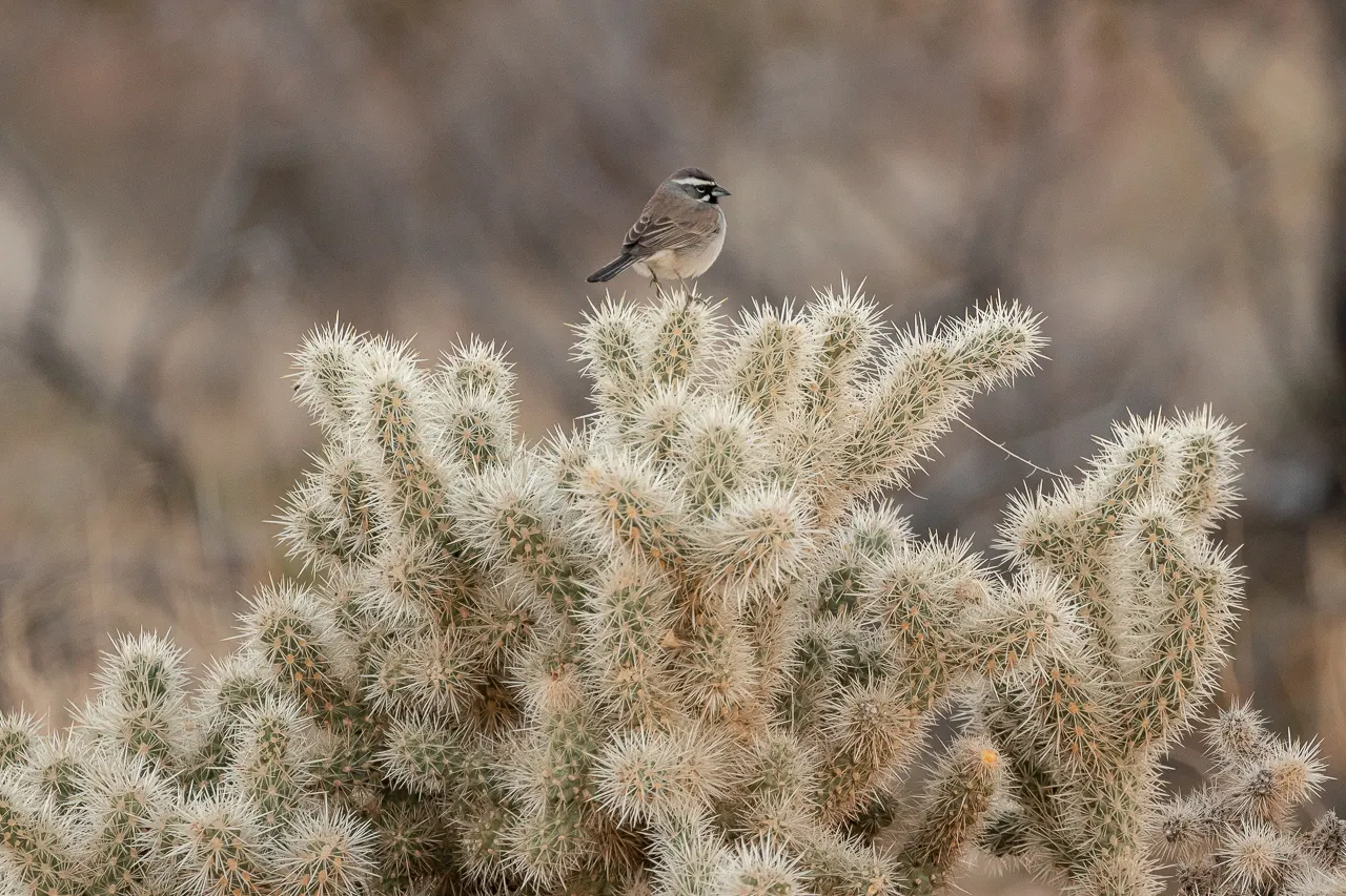 Silver Cholla (Cylindropuntia Echinocarpa) — ranging in hue from yellow-green to pinkish-purple; this resilient plant is recognized for its striking appearance