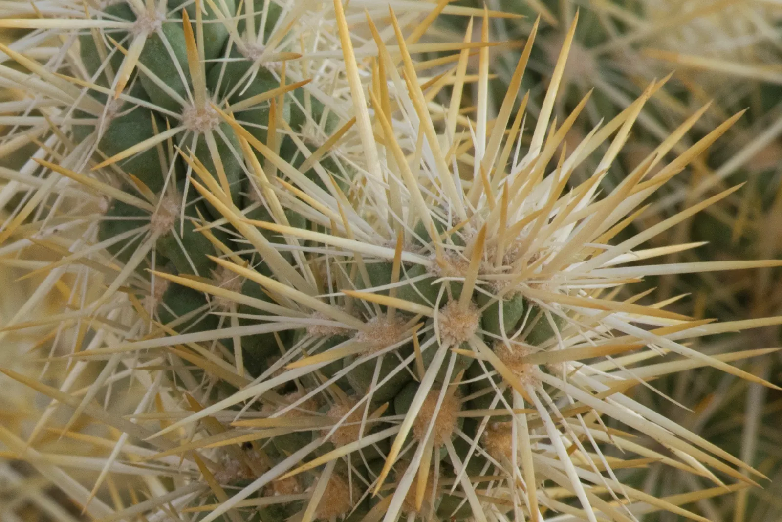Silver Cholla (Cylindropuntia Echinocarpa) — Spring brings about a magnificent display of flowers
