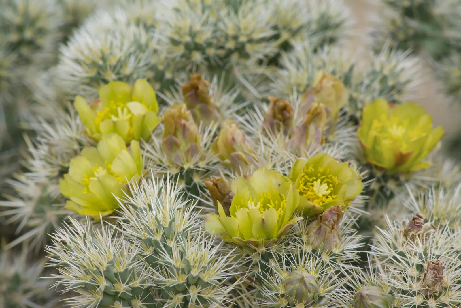Silver Cholla (Cylindropuntia Echinocarpa) — each blossom sizing up to 1.5 inches in diameter.<br><br>This cactus thrives in well-drained