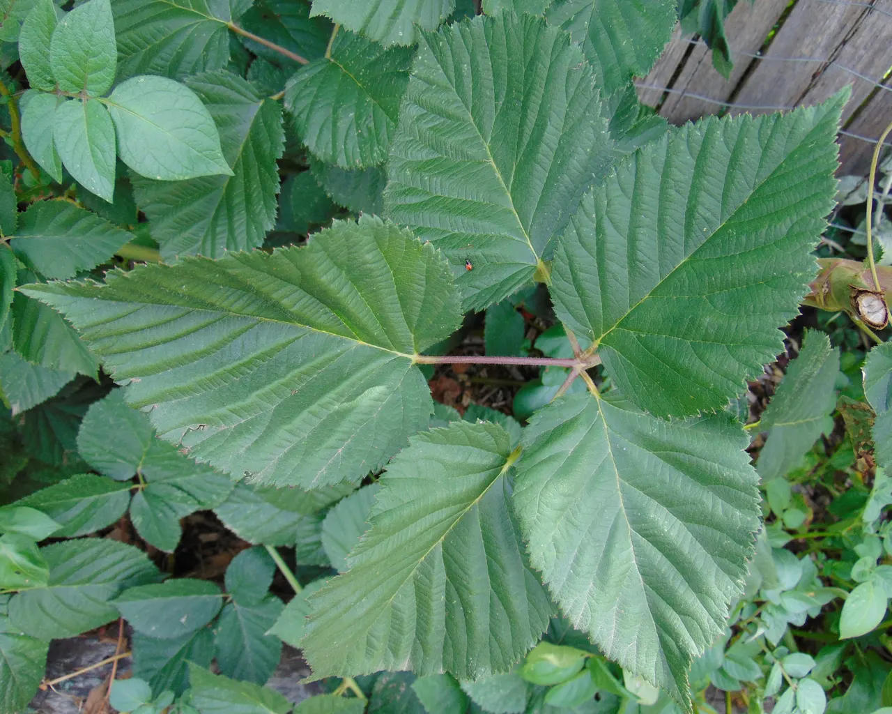 Chester Blackberry (Rubus Fruticosus 'Chester') — Ideal for fresh eating, jams, and desserts