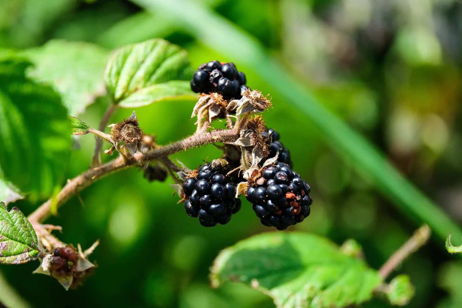 Chester Blackberry (Rubus Fruticosus 'Chester') — sweet-tasting berries ripening mid to late season