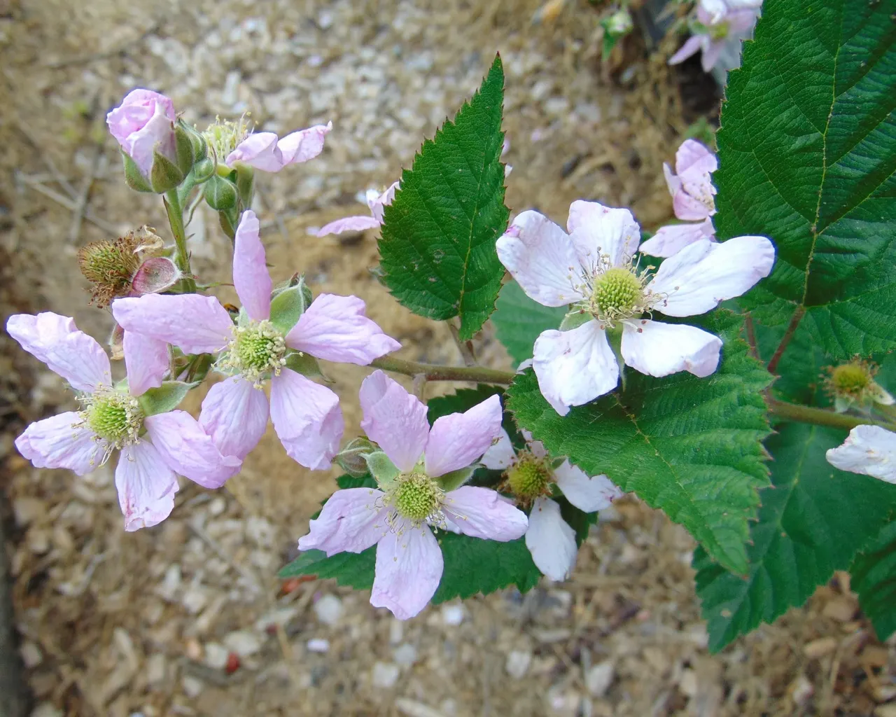 Chester Blackberry (Rubus Fruticosus 'Chester') — It is disease-resistant and tolerant of humid climates, making it a robust choice for landscapes and gardens