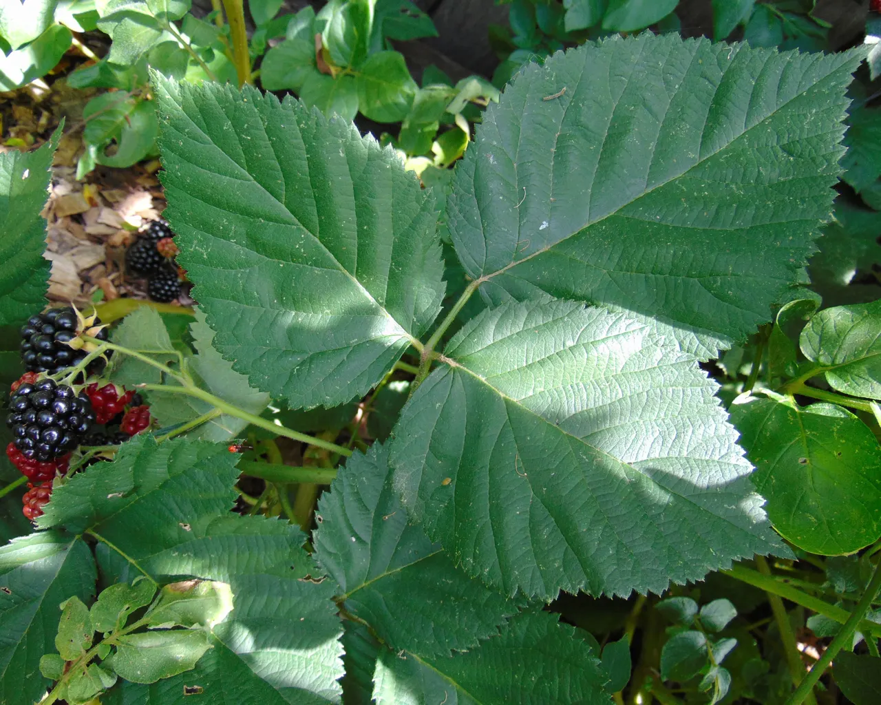 Chester Blackberry (Rubus Fruticosus 'Chester') — The Chester Blackberry (Rubus fruticosus 'Chester') is a semi-erect