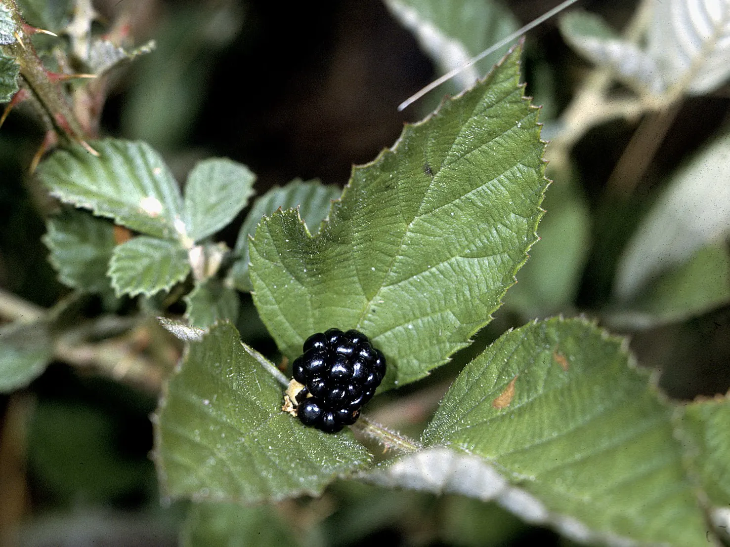 Chester Blackberry (Rubus Fruticosus 'Chester') — Hardy in zones 5-8, it reaches 5-6 feet in height with a similar spread