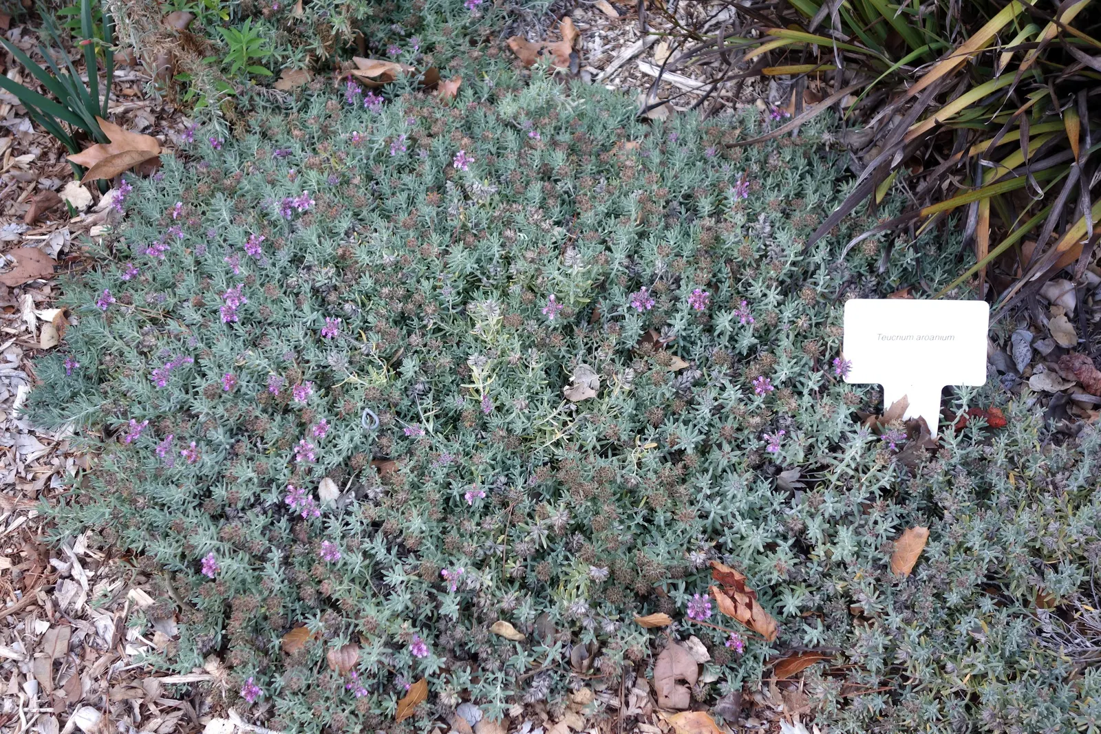 Gray Creeping Germander (Teucrium Aroanium) — evergreen perennial ideal for ground cover