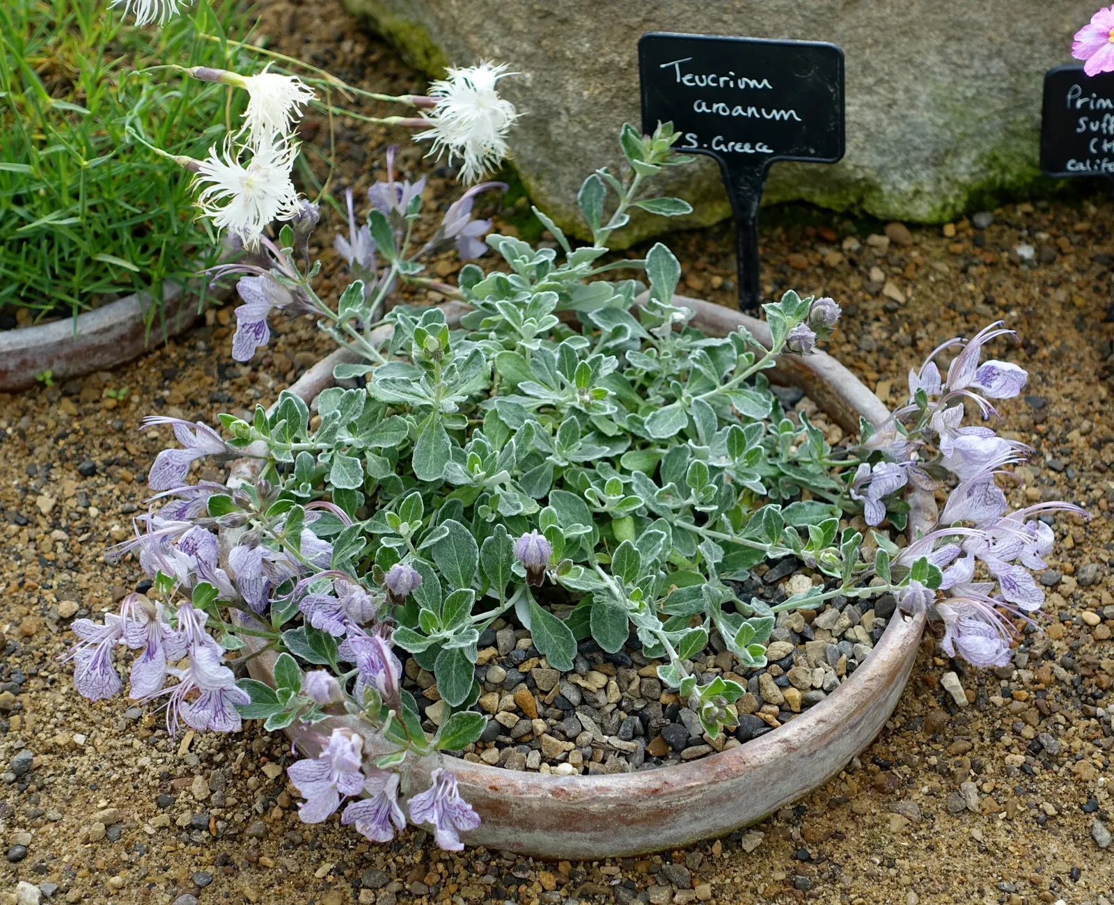 Gray Creeping Germander (Teucrium Aroanium) — It thrives in full sun and well-drained soil, reaching 6-12 inches in spread