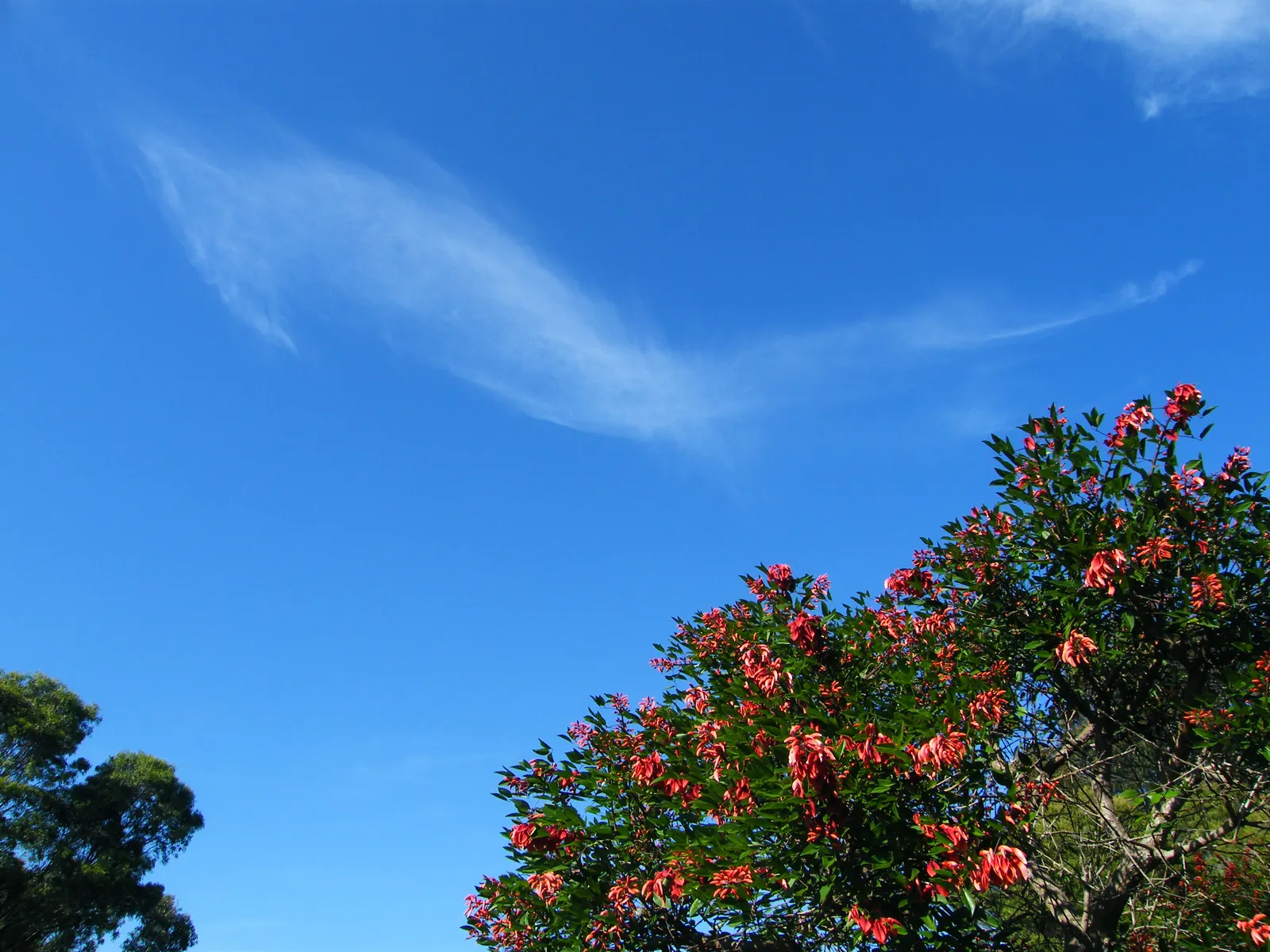 Cockspur Coral Tree (Erythrina Crista-Galli) — it does require occasional pruning to remove any dead or damaged limbs; is a stunningly unique, image 87