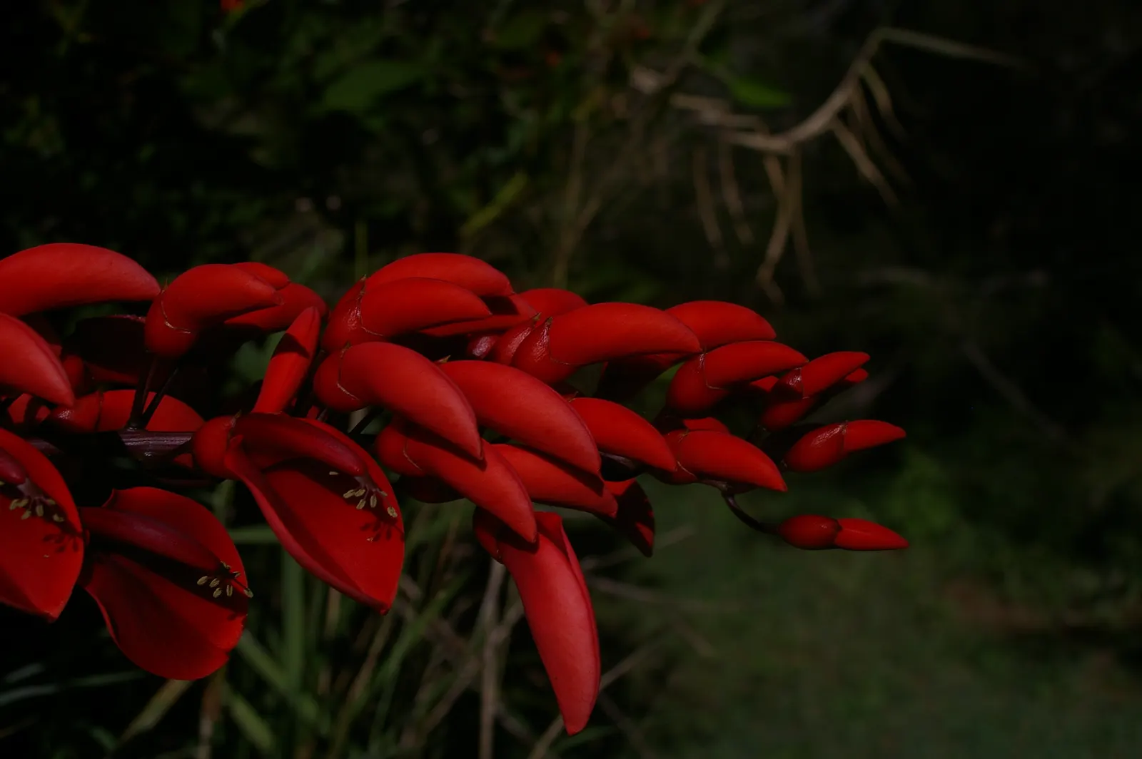 Cockspur Coral Tree (Erythrina Crista-Galli) — making it a compelling choice for focal points in warm-climate landscapes; is a striking ornamental, image 124