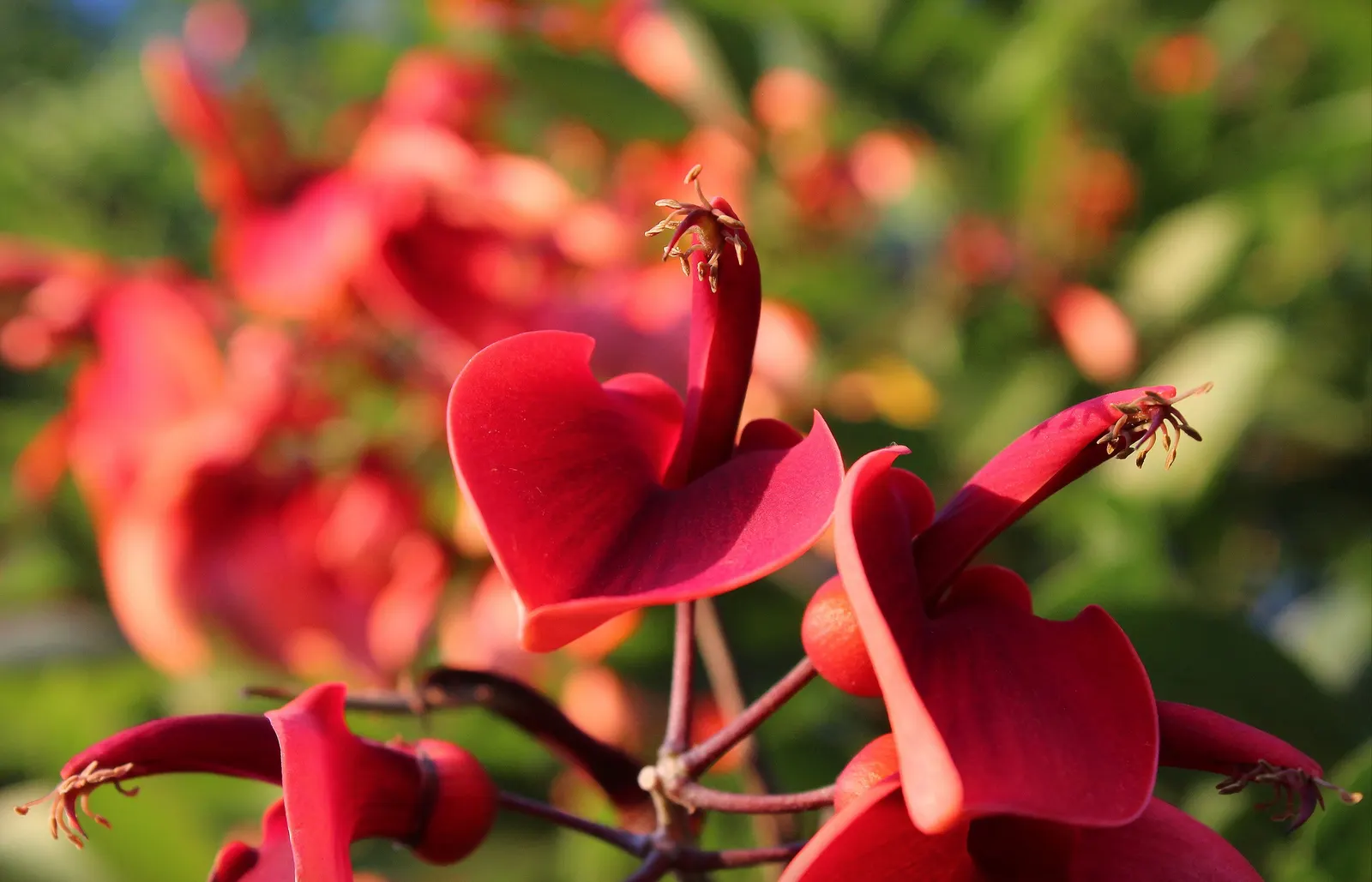 Cockspur Coral Tree (Erythrina Crista-Galli) — so it's essential to place it out of reach of pets and children; and is an excellent choice for those seeking a