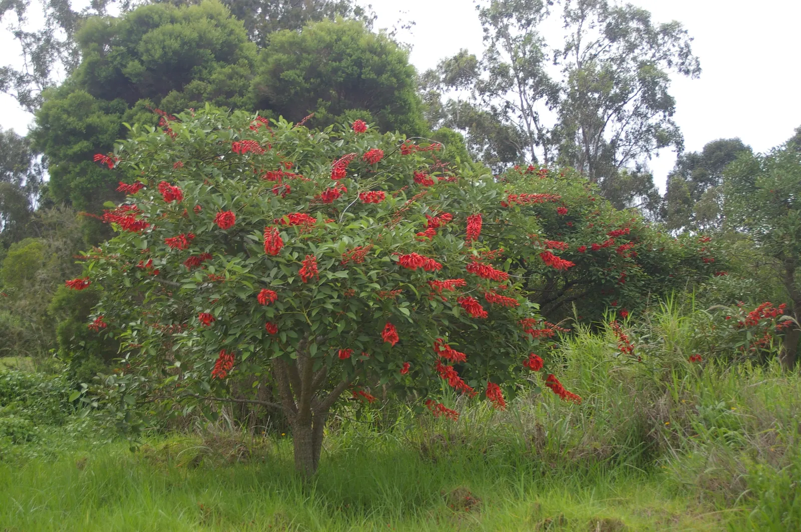 Cockspur Coral Tree (Erythrina Crista-Galli) — and is an excellent choice for those seeking a dramatic; so it's essential to place it out of reach, image 116