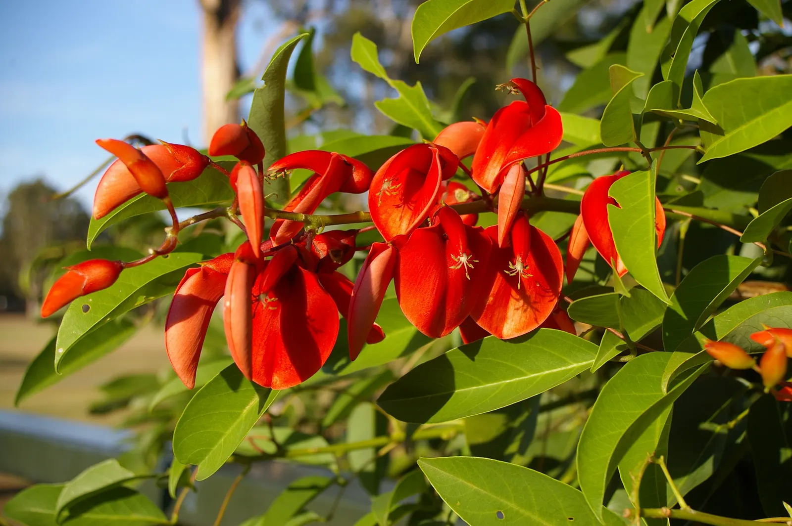 Cockspur Coral Tree (Erythrina Crista-Galli) — providing dappled shade beneath; thorn-like spurs.<br><br>This species thrives in USDA Hardiness Zones 9-11