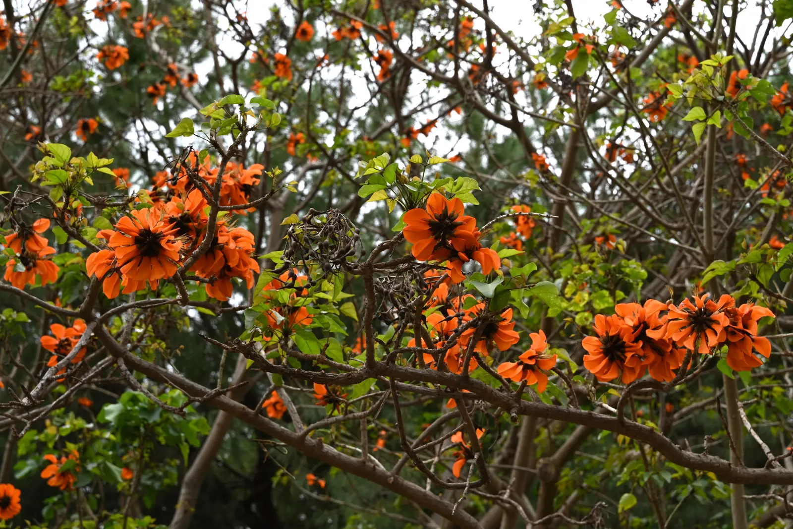 Cockspur Coral Tree (Erythrina Crista-Galli) — When adding this tree to a garden design; best in USDA Zones 9-11, it prefers full sun and, image 90