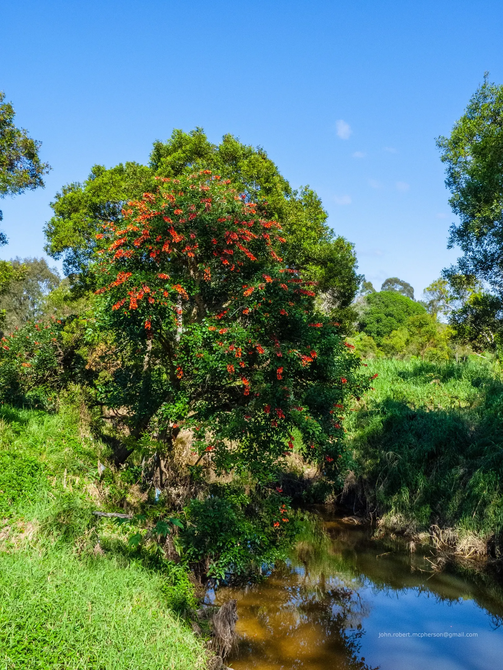Cockspur Coral Tree (Erythrina Crista-Galli) — Growing 15-25 feet tall, this deciduous tree features a rugged trunk and thorny branches, image 50