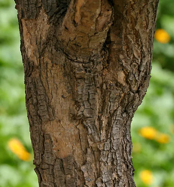 Cockspur Coral Tree (Erythrina Crista-Galli) — is a stunningly unique specimen sure to be a centerpiece in any landscape design; it does require, image 78