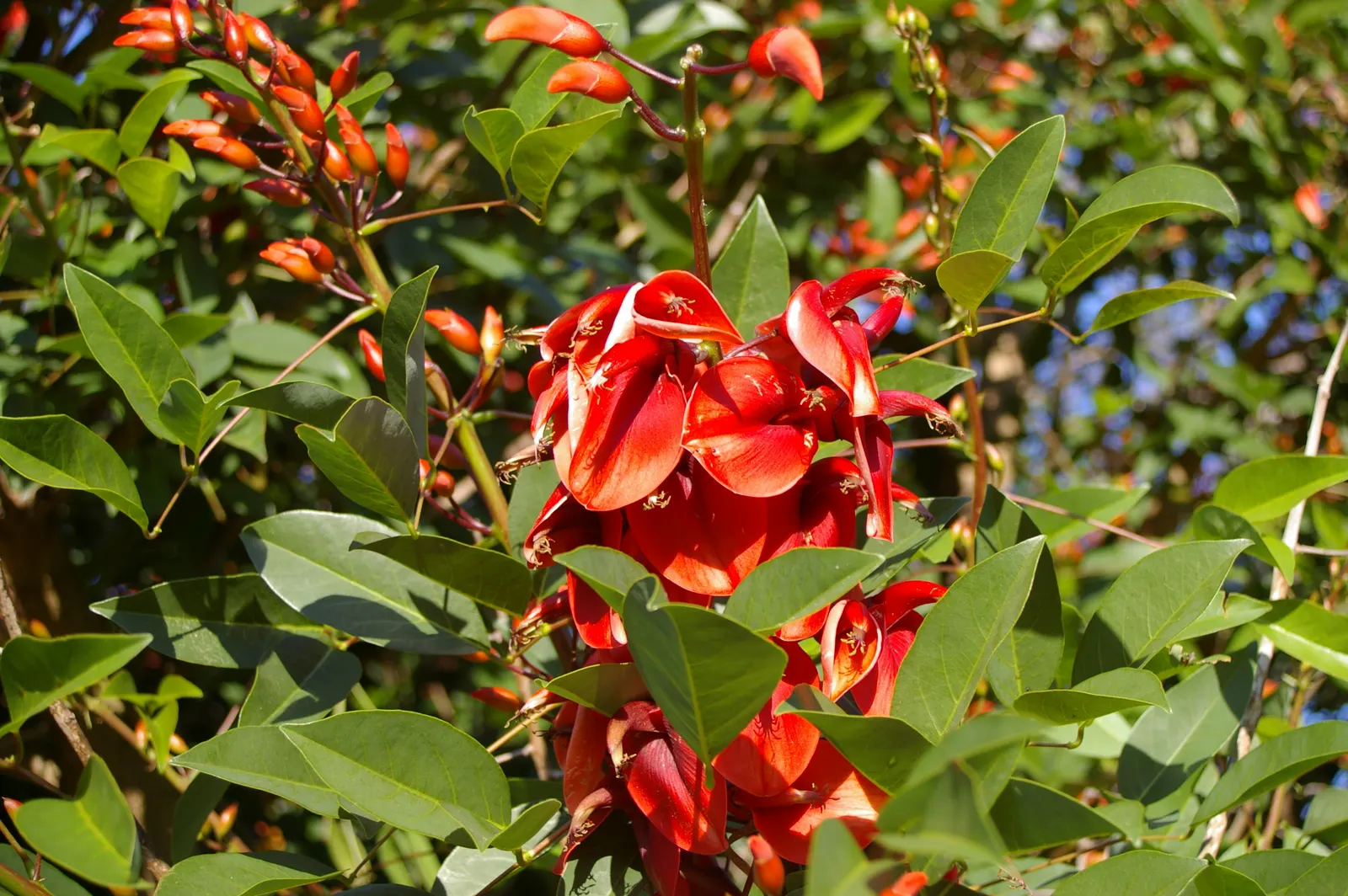 Cockspur Coral Tree (Erythrina Crista-Galli) — favoring full sun exposure and well-drained soil; which also helps maintain its attractive, image 61