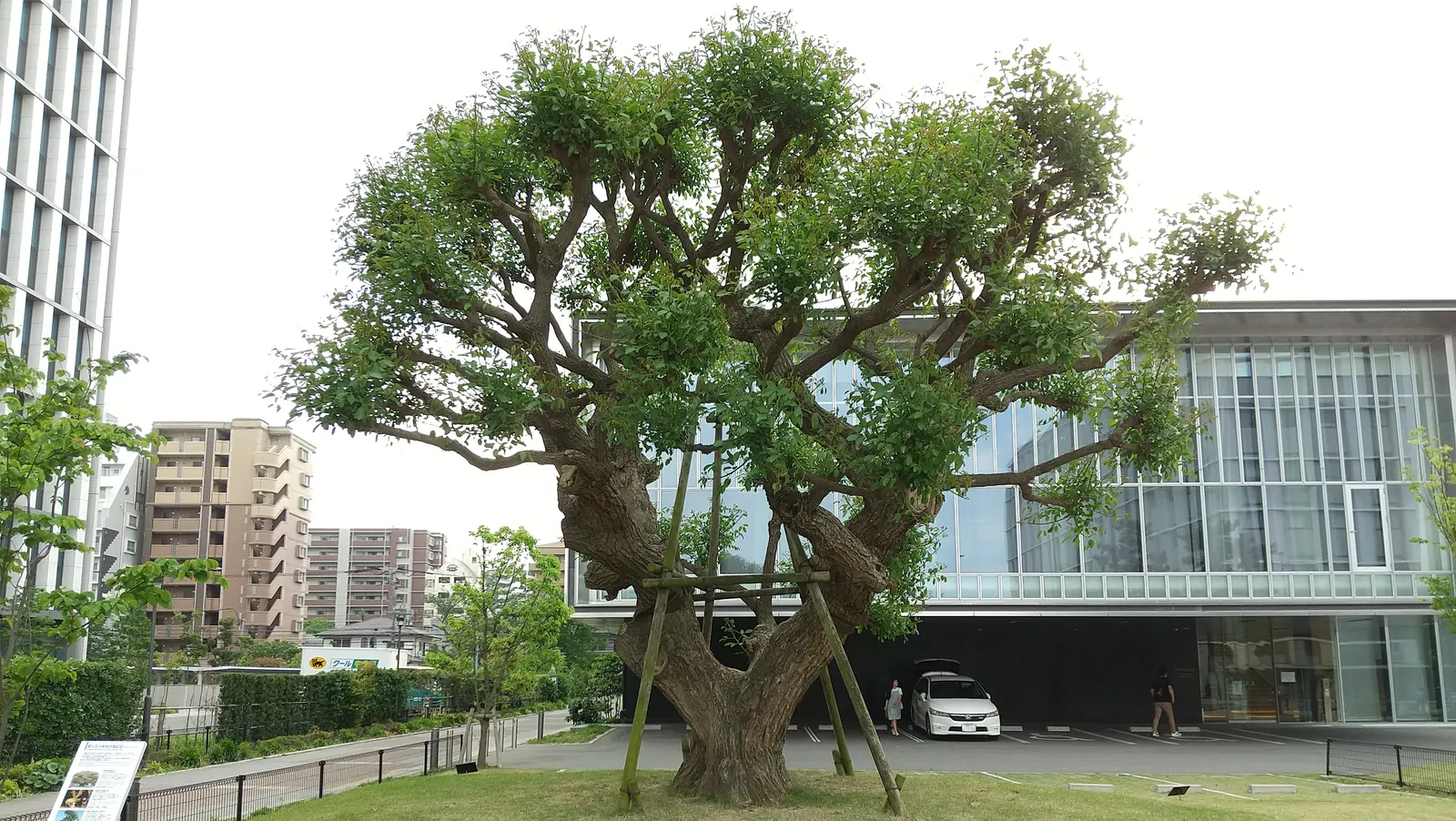 Cockspur Coral Tree (Erythrina Crista-Galli) — making it a compelling choice for focal points in warm-climate landscapes; is a striking ornamental, image 76