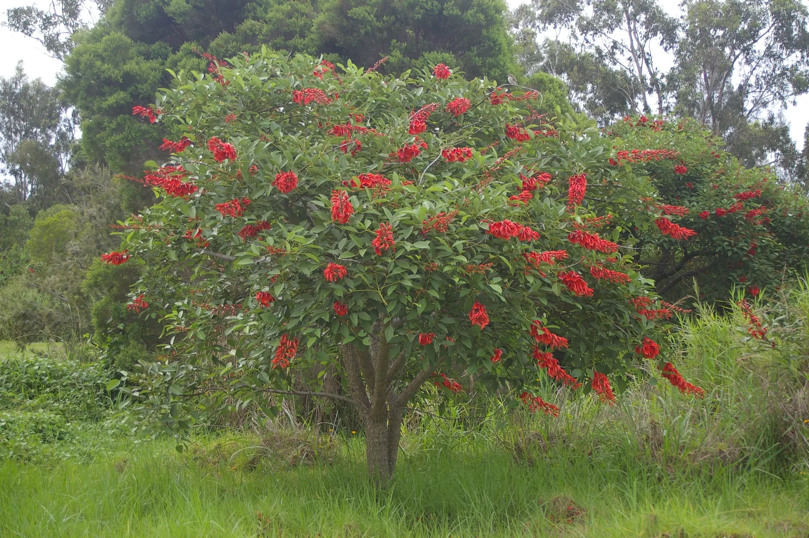 Cockspur Coral Tree (Erythrina Crista-Galli) — pink and red flowers in the garden; coral-red flowers that bloom in abundance during the warmer, image 94
