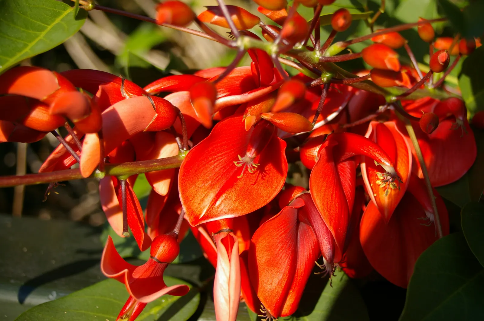 Cockspur Coral Tree (Erythrina Crista-Galli) — Its trunk and branches are notable; erythrina crista-galli offers bold color