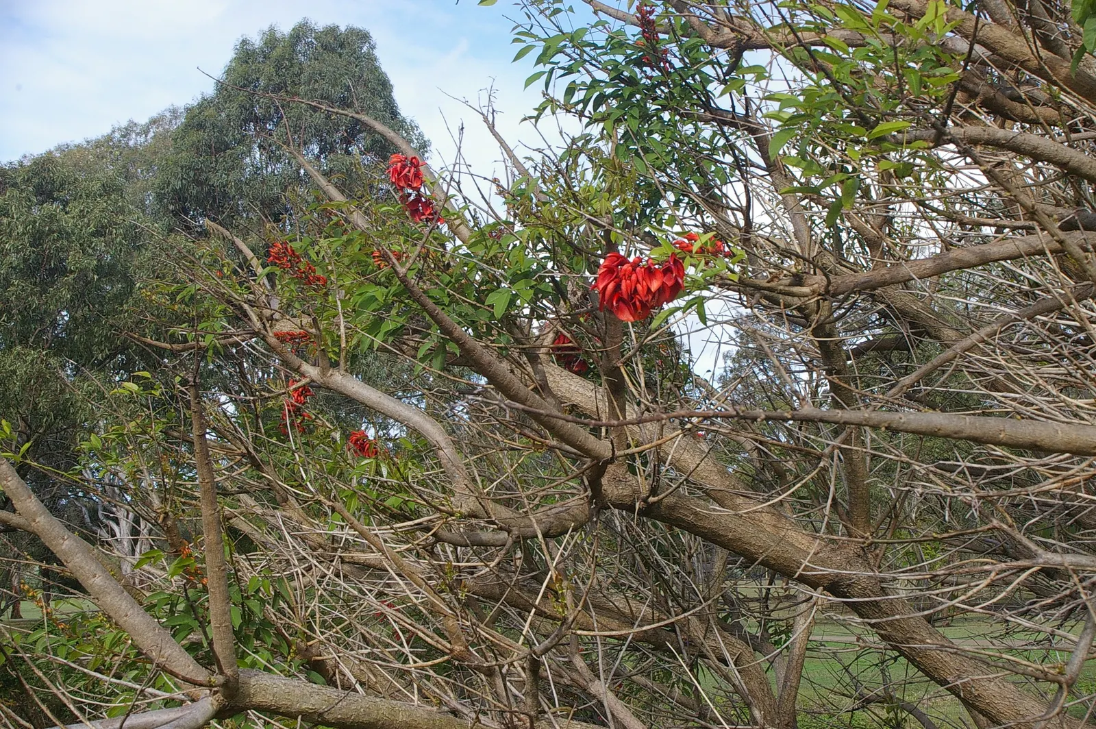Cockspur Coral Tree (Erythrina Crista-Galli) — pink and red flowers in the garden; coral-red flowers that bloom in abundance during the warmer, image 118