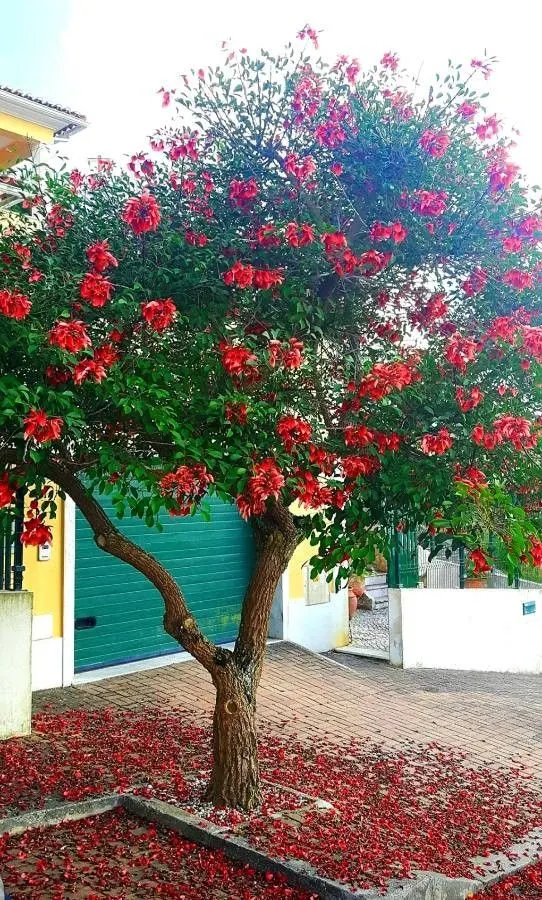 Cockspur Coral Tree (Erythrina Crista-Galli) — and is an excellent choice for those seeking a dramatic; so it's essential to place it out of reach, image 92