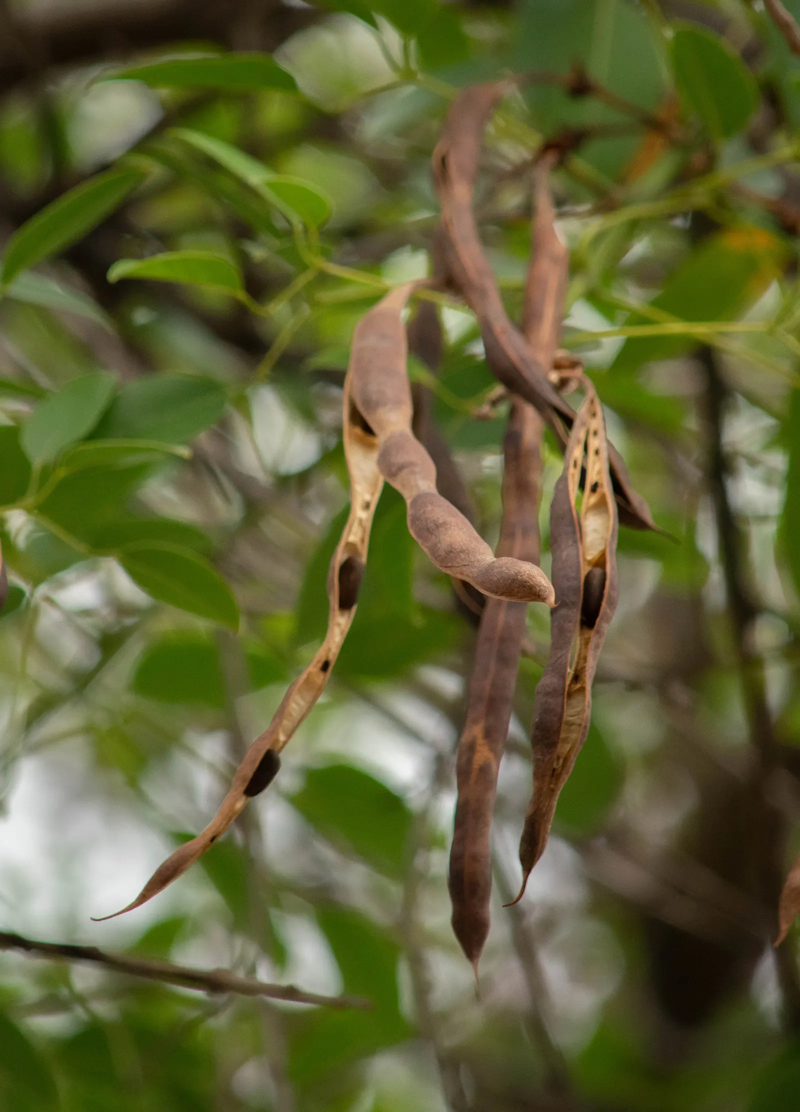 Cockspur Coral Tree (Erythrina Crista-Galli) — thorn-like spurs.<br><br>This species thrives in USDA Hardiness Zones 9-11; providing dappled shade, image 84