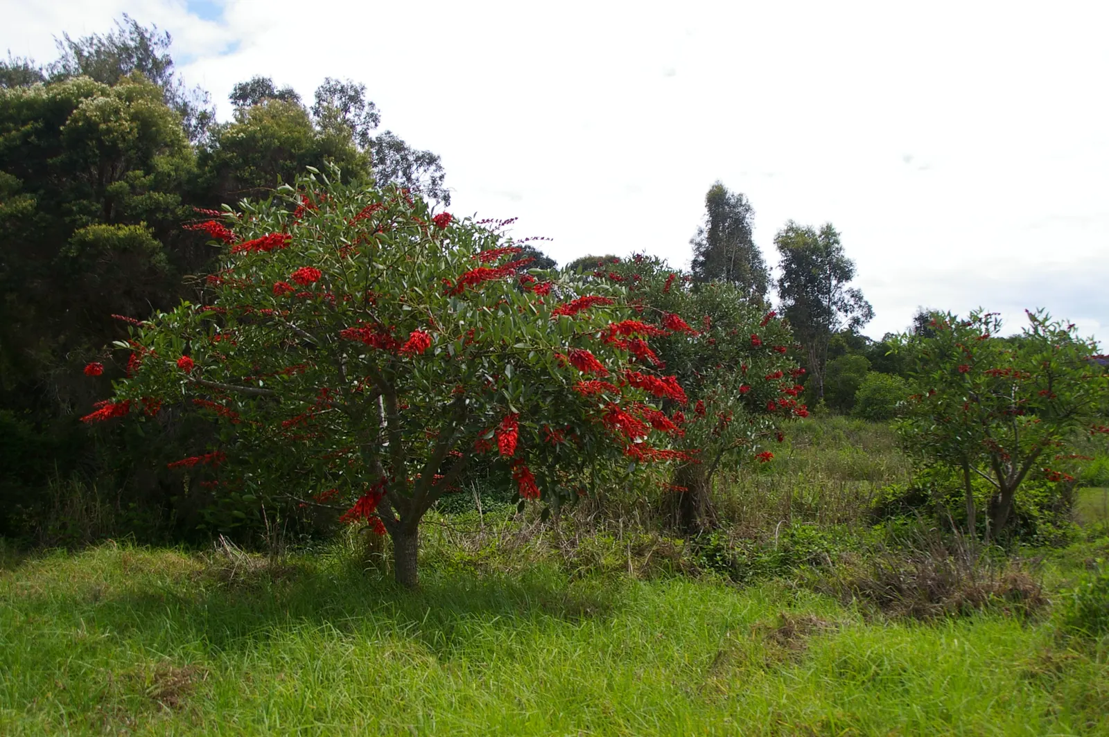Cockspur Coral Tree (Erythrina Crista-Galli) — tree with pink and red blooms; known to be drought-tolerant once established, the Cockspur Coral Tree is