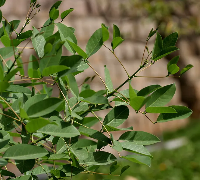Cockspur Coral Tree (Erythrina Crista-Galli) — low-maintenance addition to their garden; tree for full, image 69