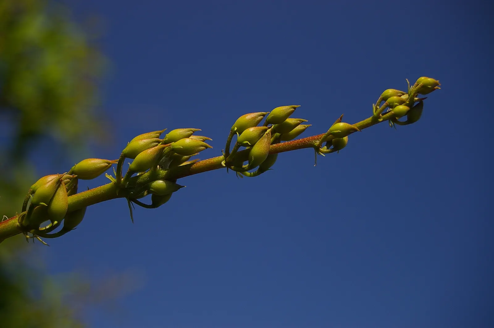 Cockspur Coral Tree (Erythrina Crista-Galli) — favoring full sun exposure and well-drained soil; which also helps maintain its attractive, image 133