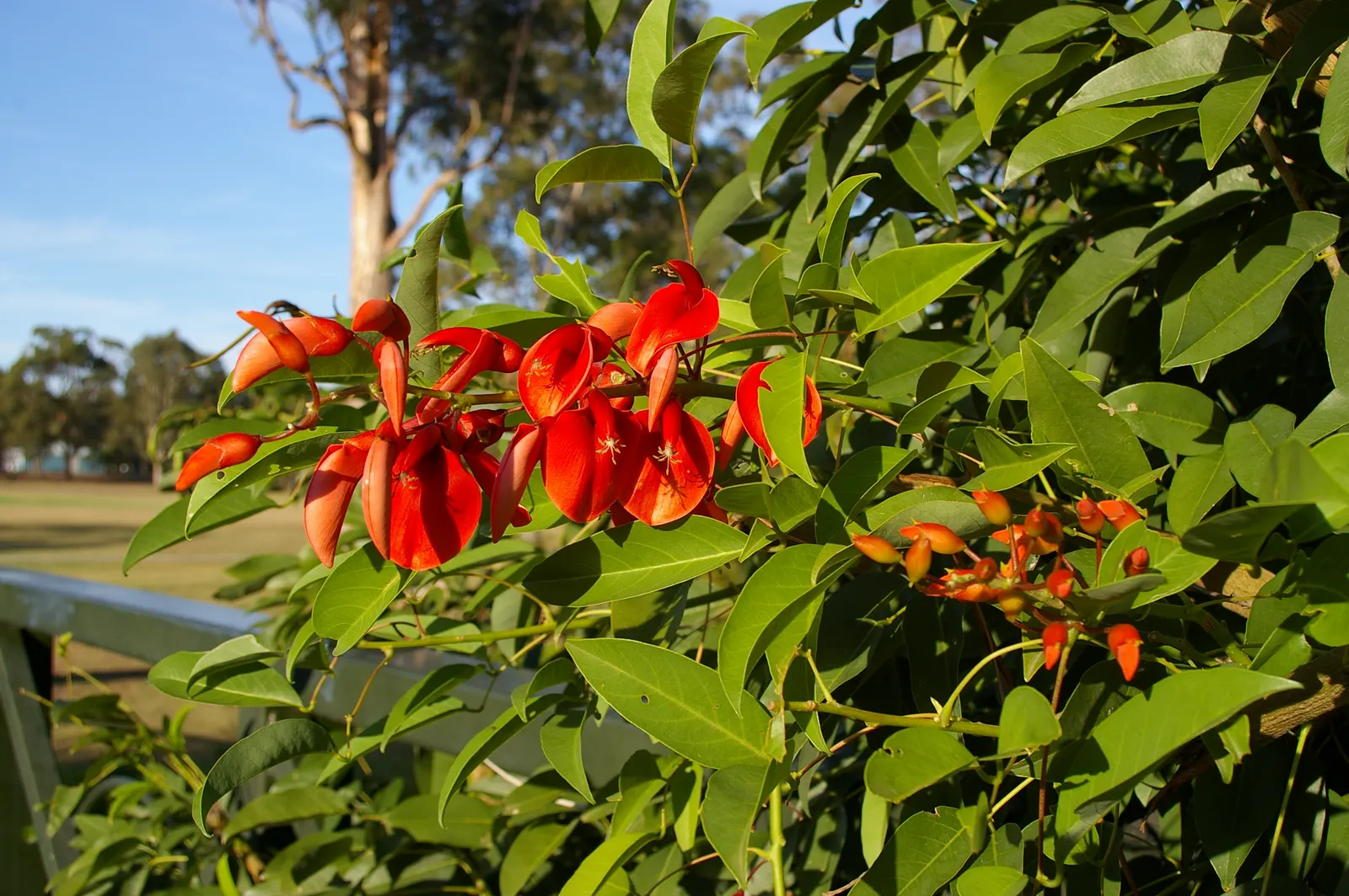 Cockspur Coral Tree (Erythrina Crista-Galli) — making it a compelling choice for focal points in warm-climate landscapes; is a striking ornamental, image 100