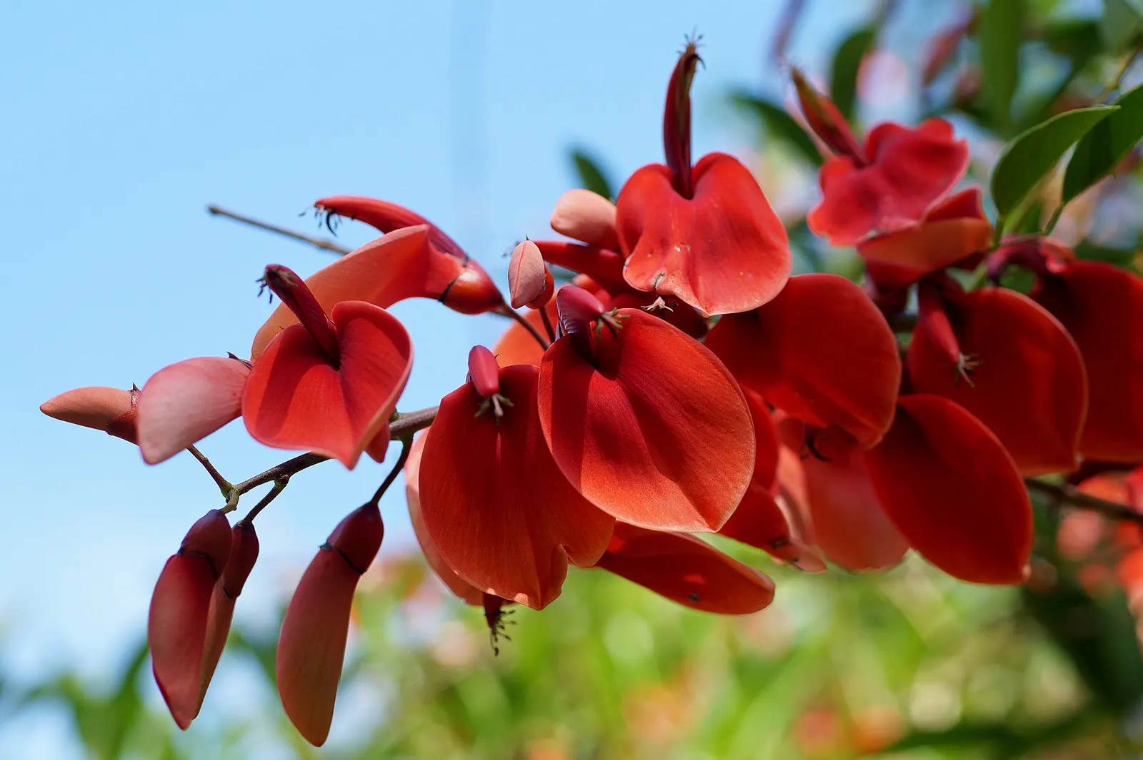 Cockspur Coral Tree (Erythrina Crista-Galli) — so it's essential to place it out of reach of pets and children; and is an excellent choice for, image 65