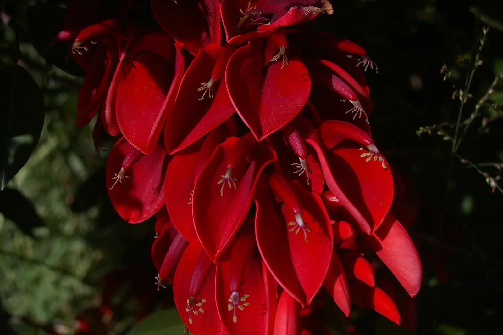 Cockspur Coral Tree (Erythrina Crista-Galli) — favoring full sun exposure and well-drained soil; which also helps maintain its attractive, image 109
