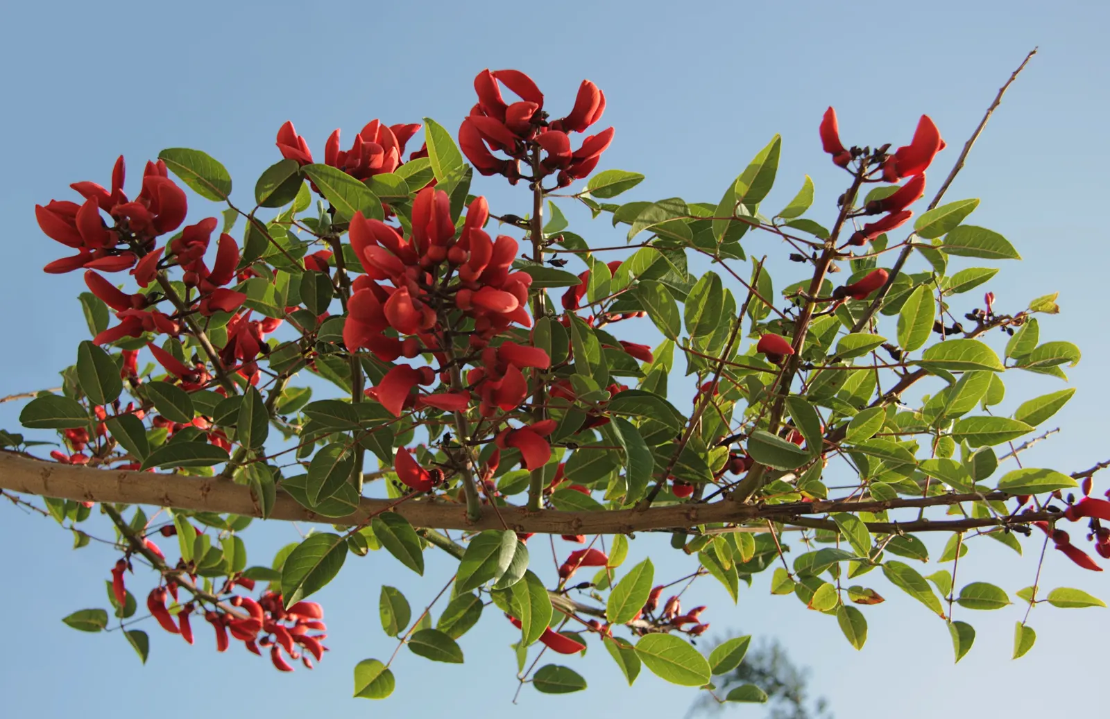 Cockspur Coral Tree (Erythrina Crista-Galli) — so it's essential to place it out of reach of pets and children; and is an excellent choice for, image 89