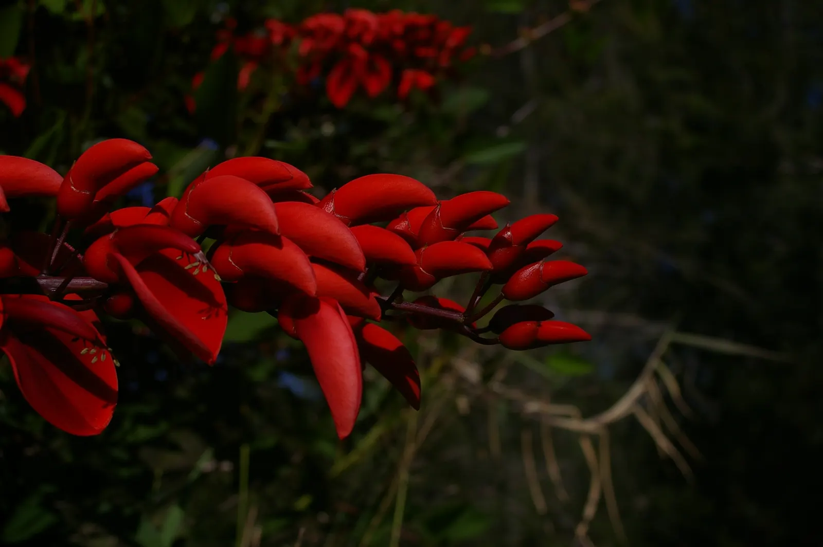 Cockspur Coral Tree (Erythrina Crista-Galli) — which also helps maintain its attractive form.<br><br>A word of caution: parts of the plant; favoring full sun
