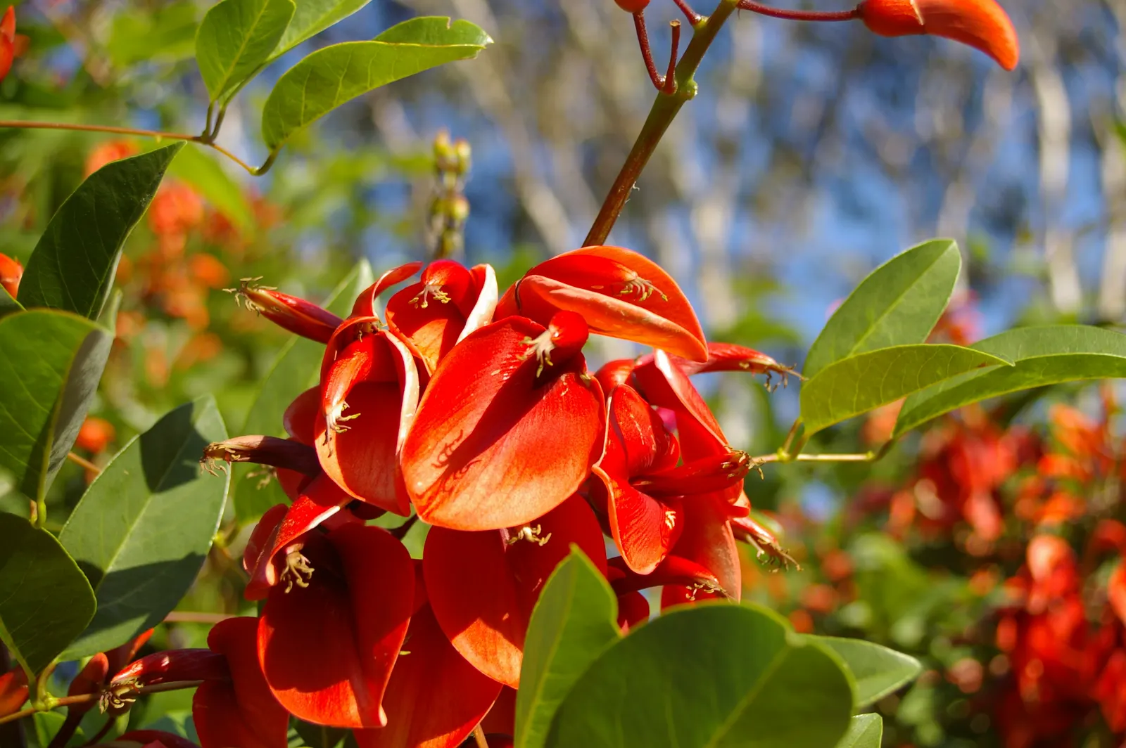 Cockspur Coral Tree (Erythrina Crista-Galli) — and is an excellent choice for those seeking a dramatic; so it's essential to place it out of reach of pets and