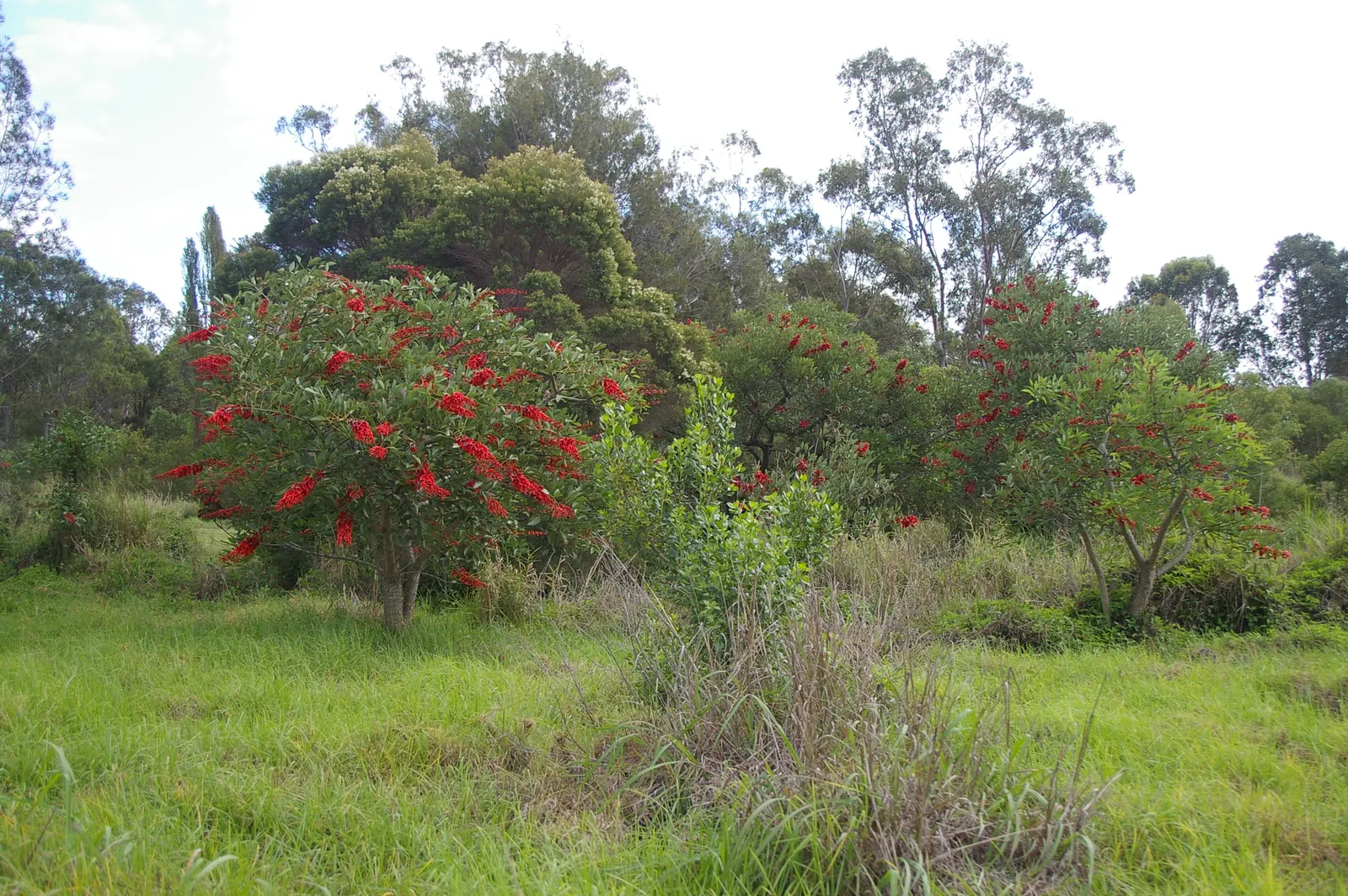 Cockspur Coral Tree (Erythrina Crista-Galli) — scientifically known as Erythrina crista-galli; erythrina crista-galli's canopy forms an, image 125