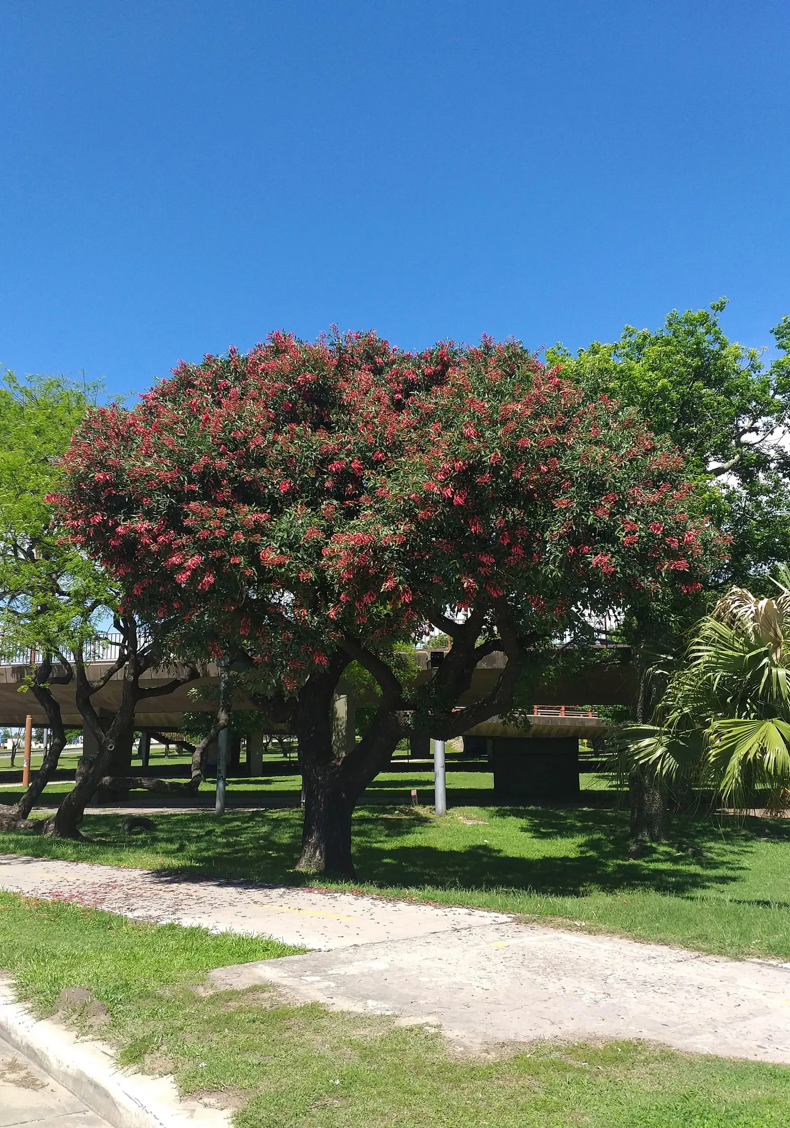 Cockspur Coral Tree (Erythrina Crista-Galli) — characterized by a distinct gray-brown bark and stout; growing 15-25 feet tall, this deciduous tree, image 83