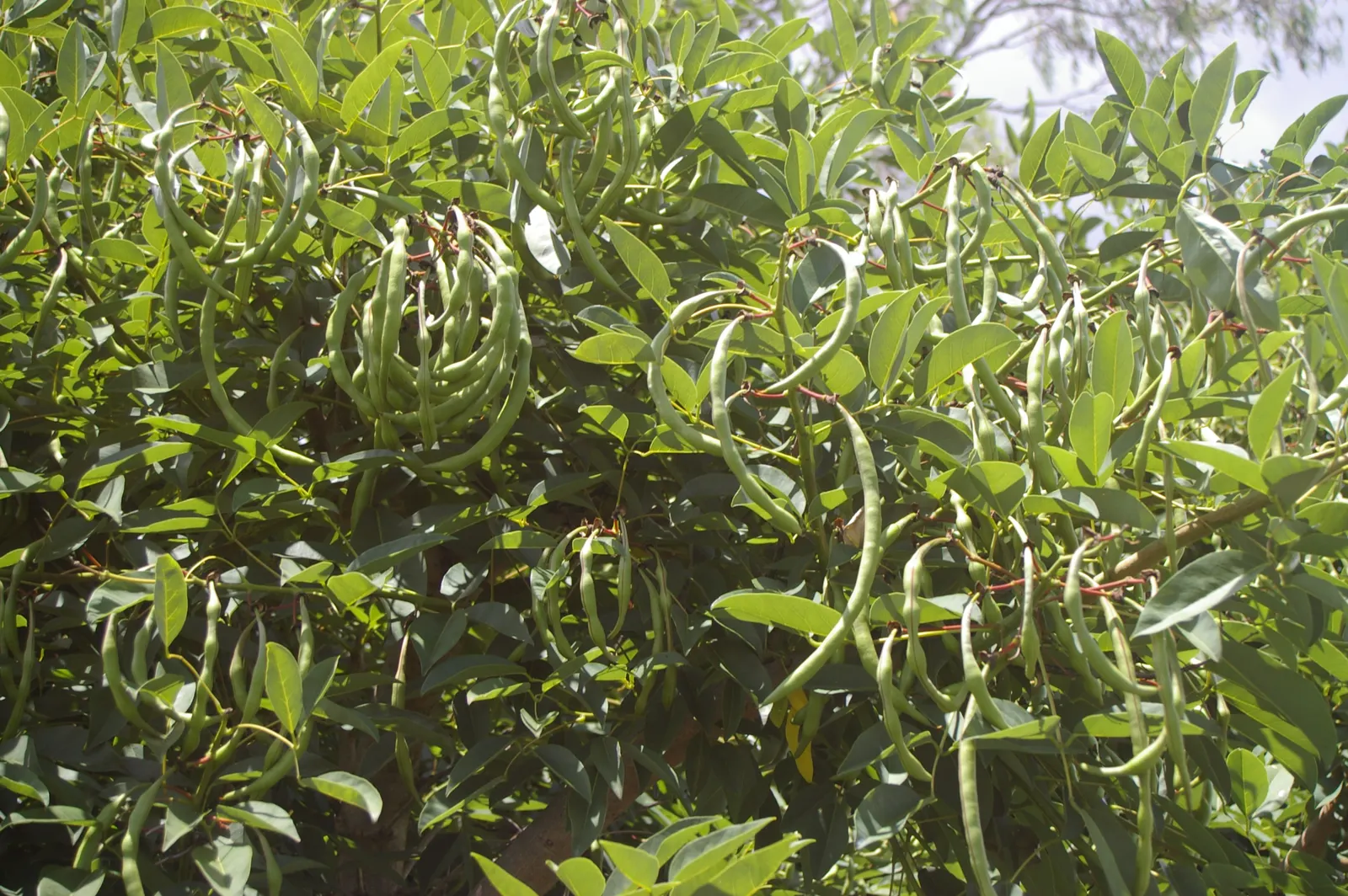 Cockspur Coral Tree (Erythrina Crista-Galli) — Best in USDA Zones 9-11, it prefers full sun and well-drained soils; when adding this tree to a, image 51